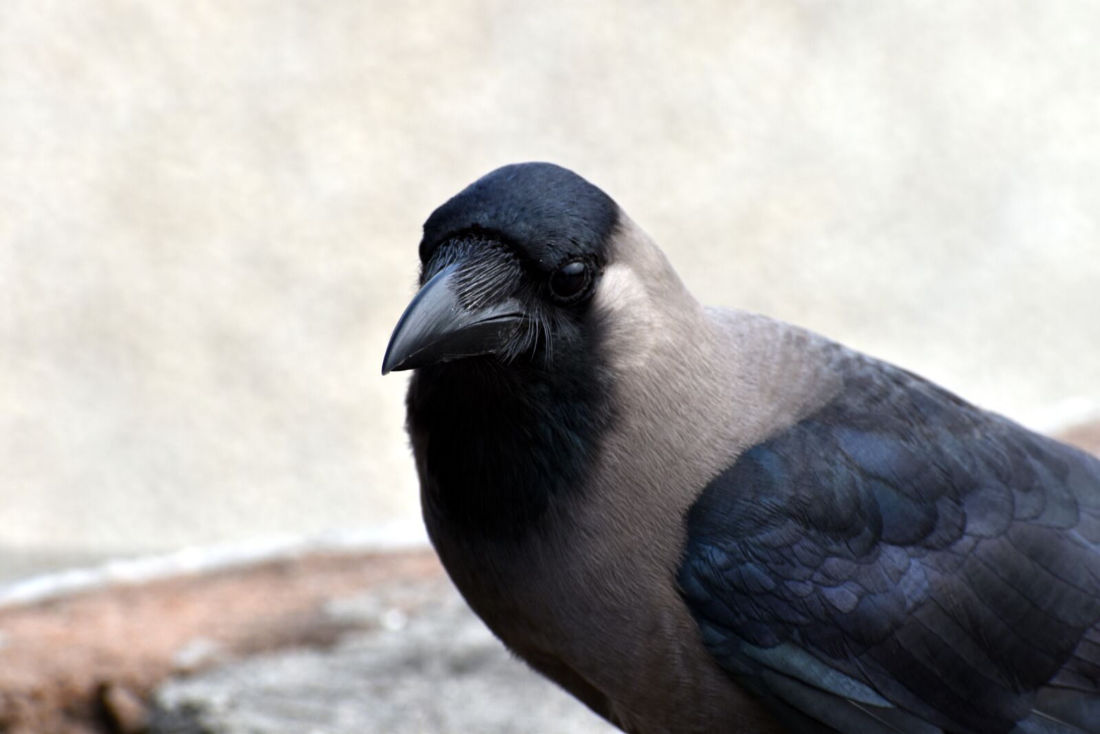 Nikon D5600 sample photo. House crow, grey necked photography