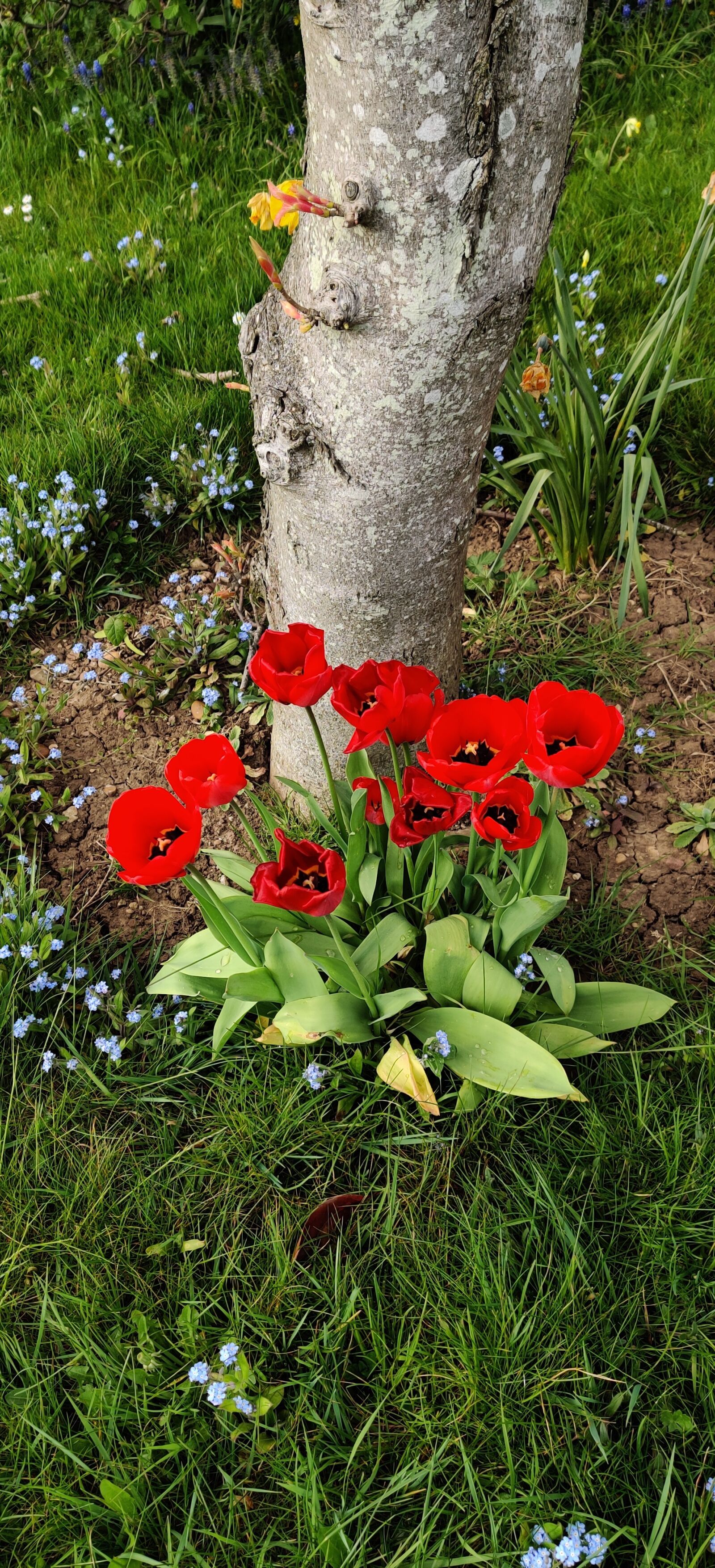 OnePlus HD1911 sample photo. Flowers, summer, uk photography