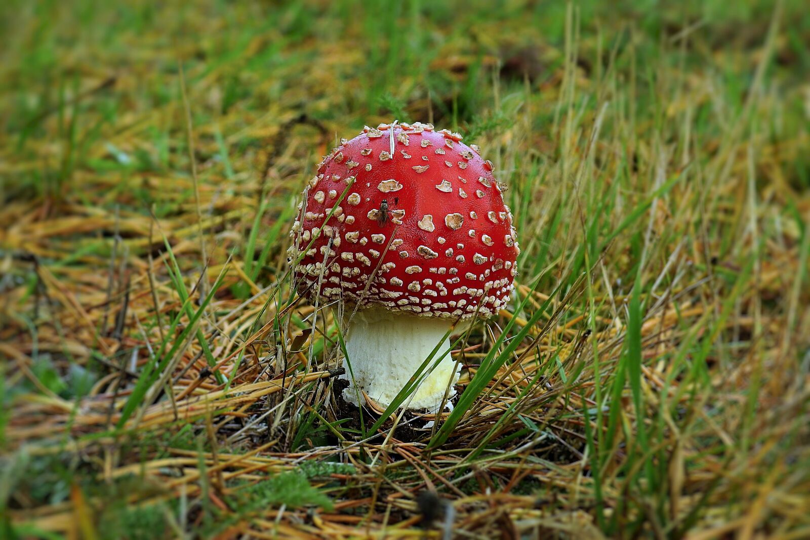 Nikon Coolpix P900 sample photo. Amanita, mushroom, young photography