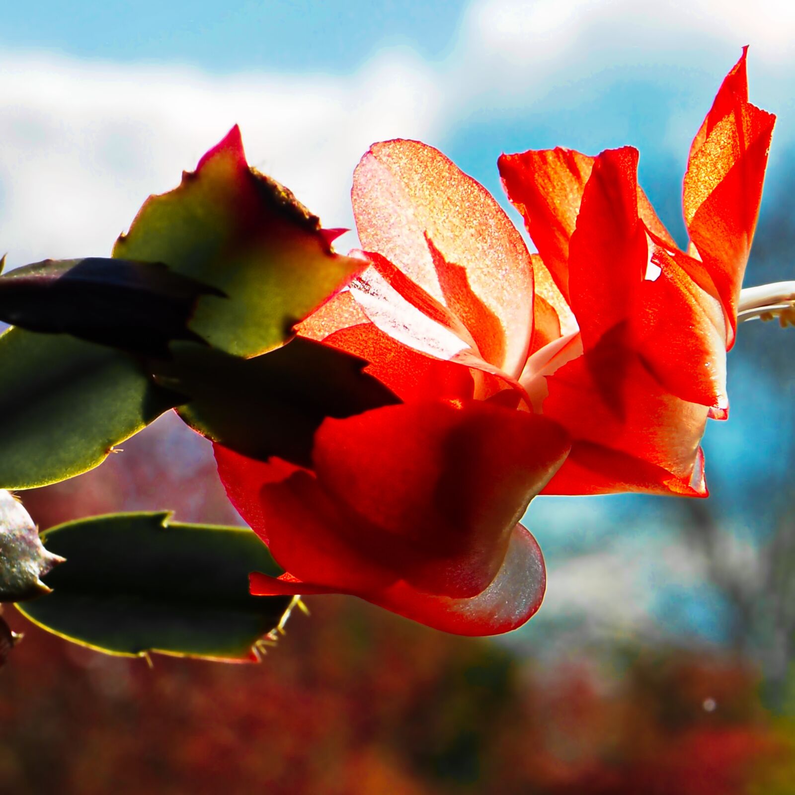 Olympus OM-D E-M5 II + OLYMPUS M.12-50mm F3.5-6.3 sample photo. Flower, nature, leaf photography