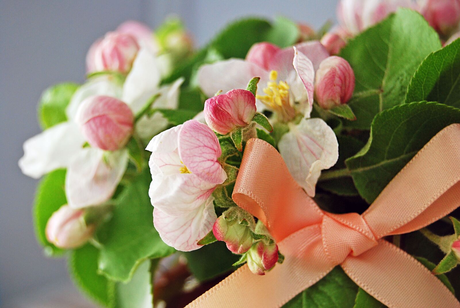 Nikon D40X sample photo. Flowers, apple-blossom, the buds photography
