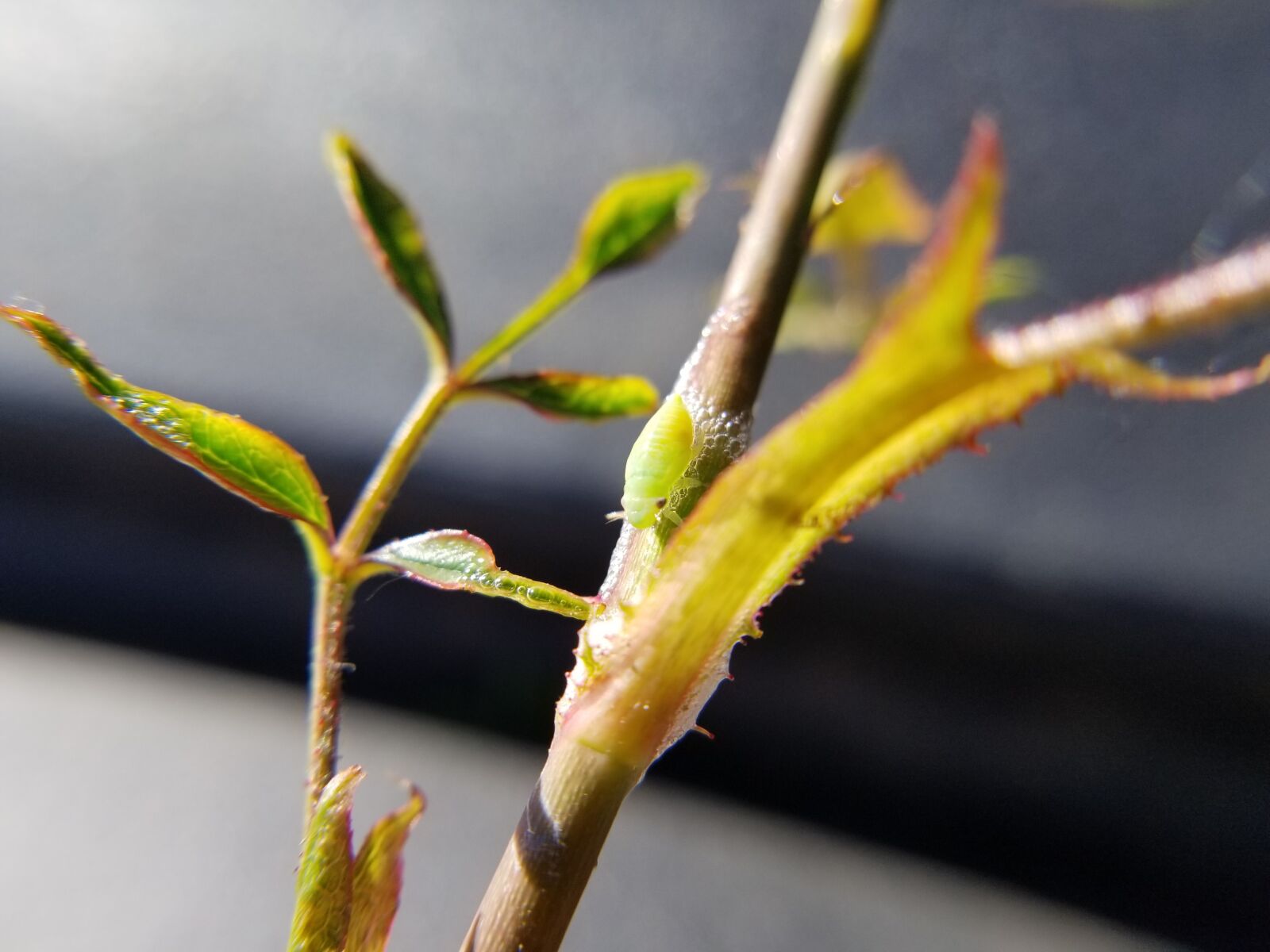 Samsung Galaxy S8 sample photo. Spittlebug, nymphs, froghopper nymph photography