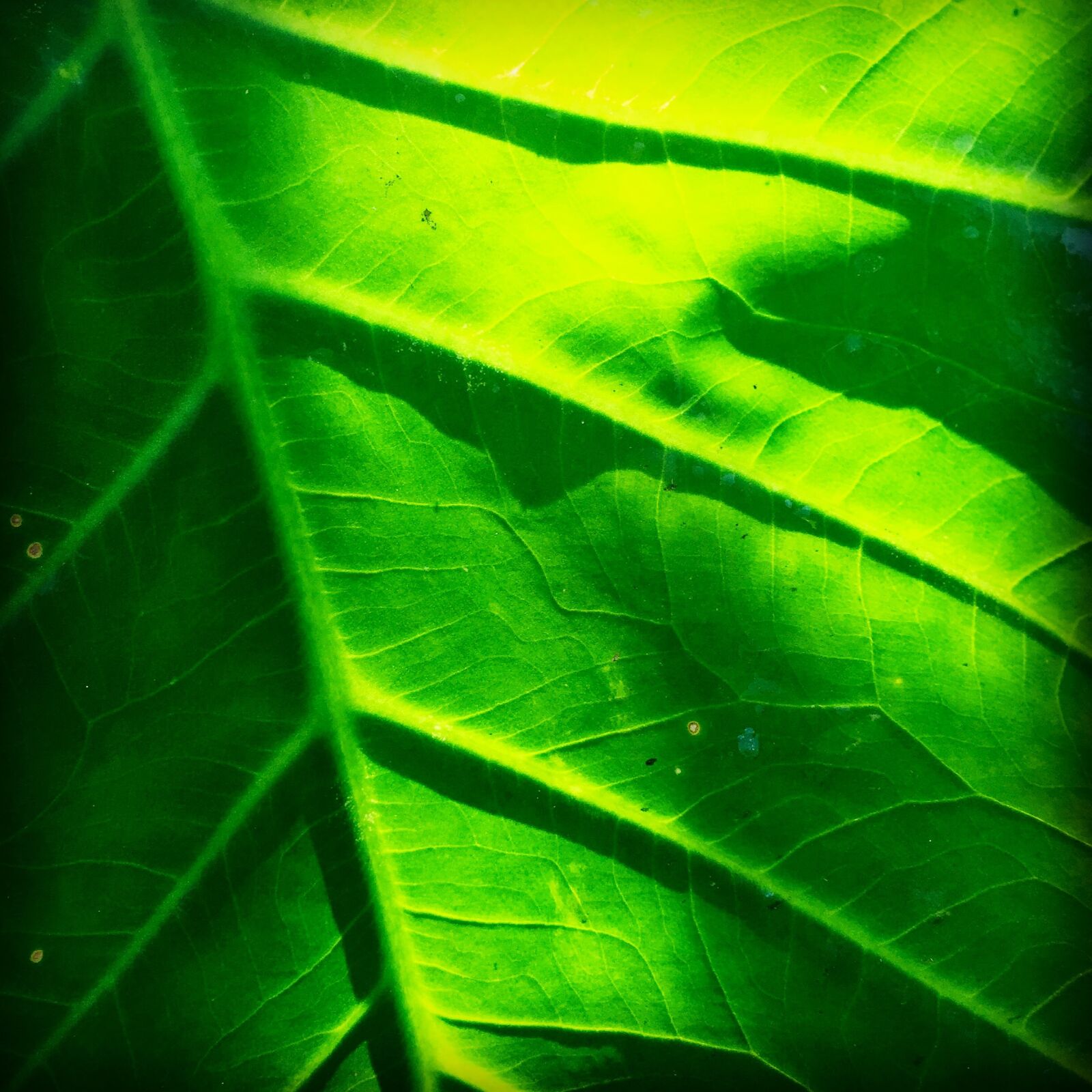iPhone 6 Plus back camera 4.15mm f/2.2 sample photo. Leaf, nature, foliage photography
