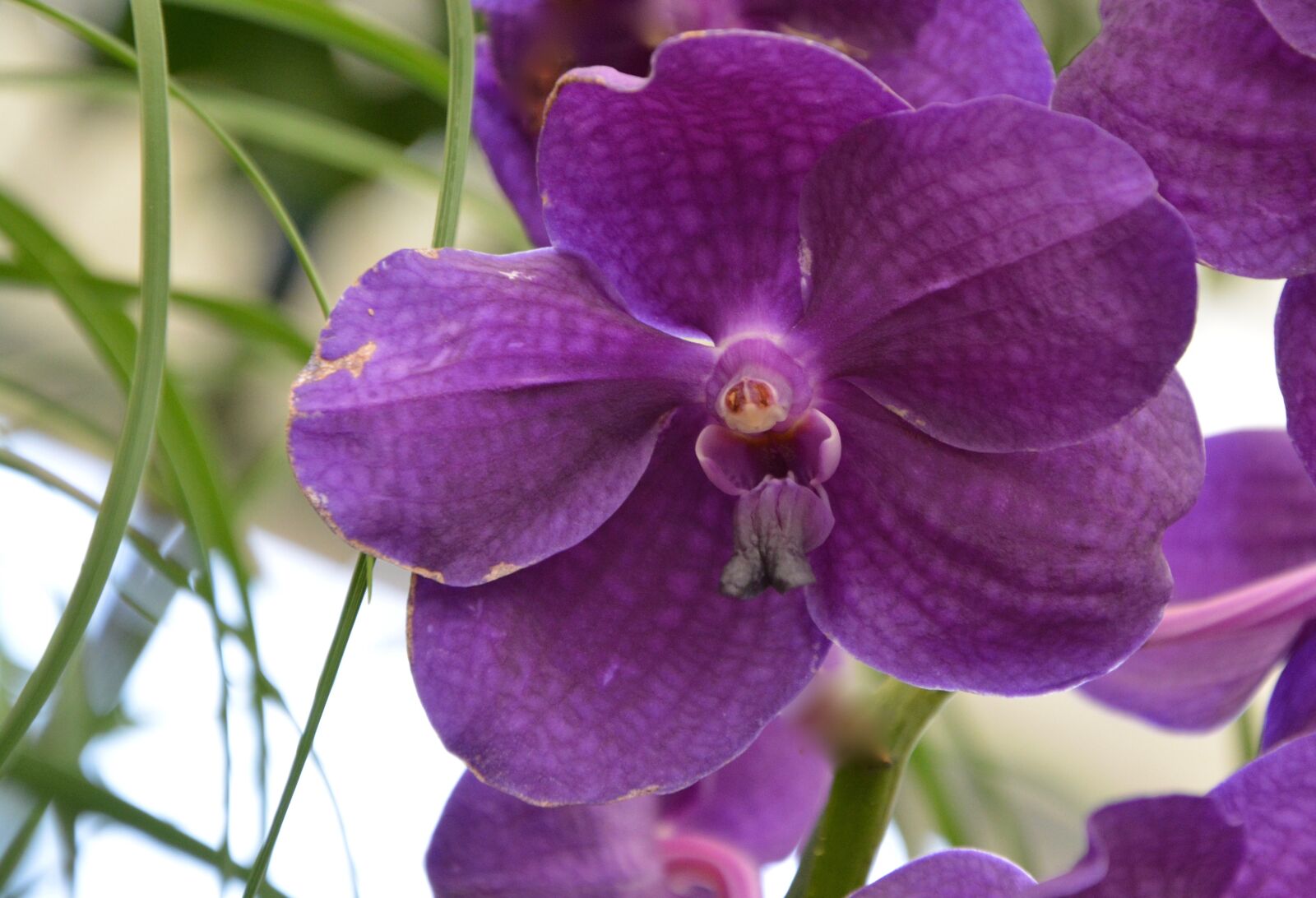 Nikon D5200 sample photo. Flower, orchid, purple photography
