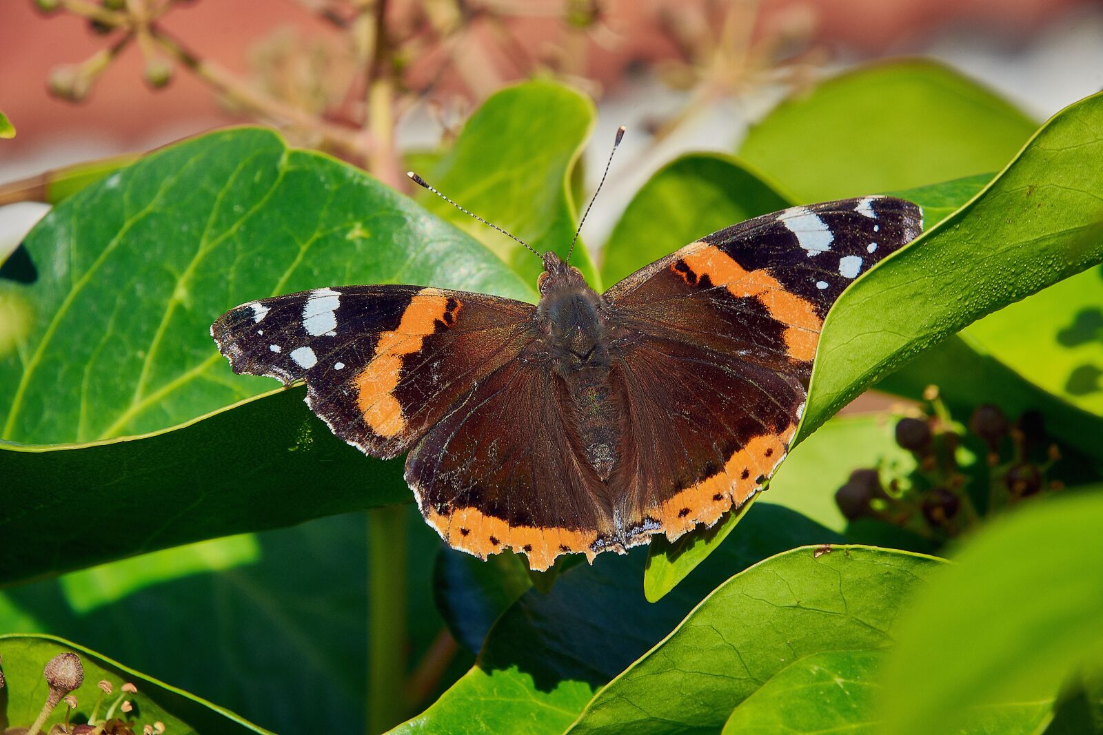 Nikon D7200 sample photo. Insects, butterflies, nature photography