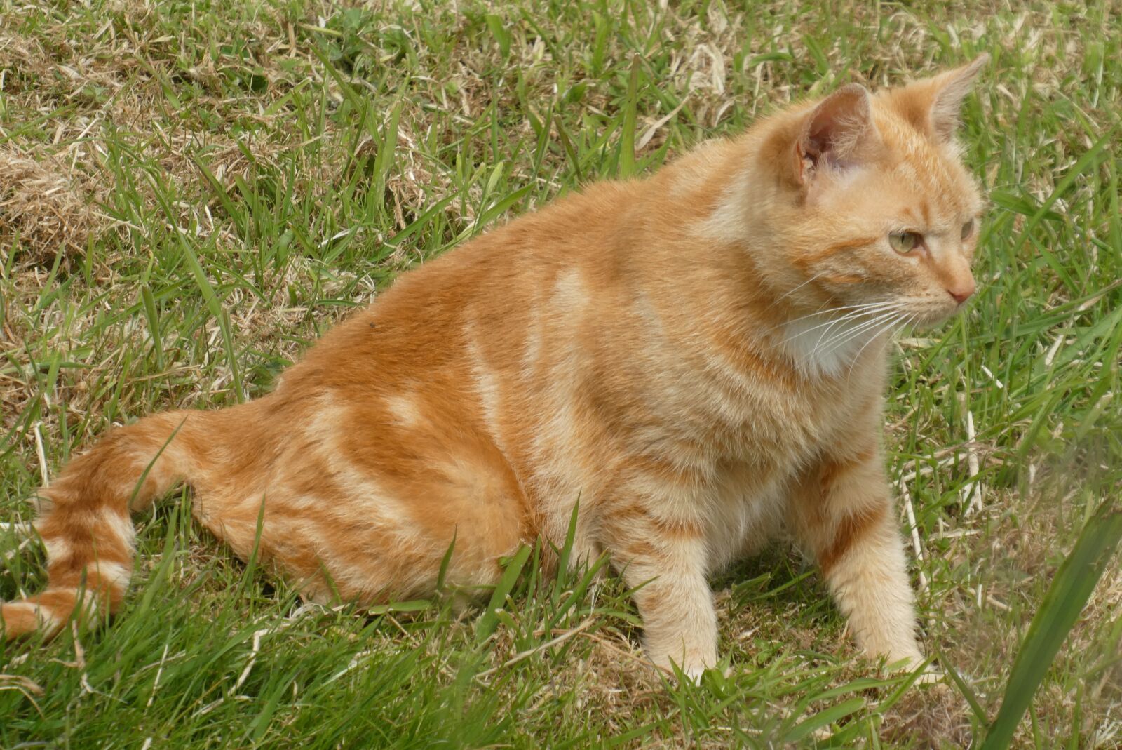 Panasonic Lumix DC-ZS70 (Lumix DC-TZ90) sample photo. Cats, mammal, grass photography
