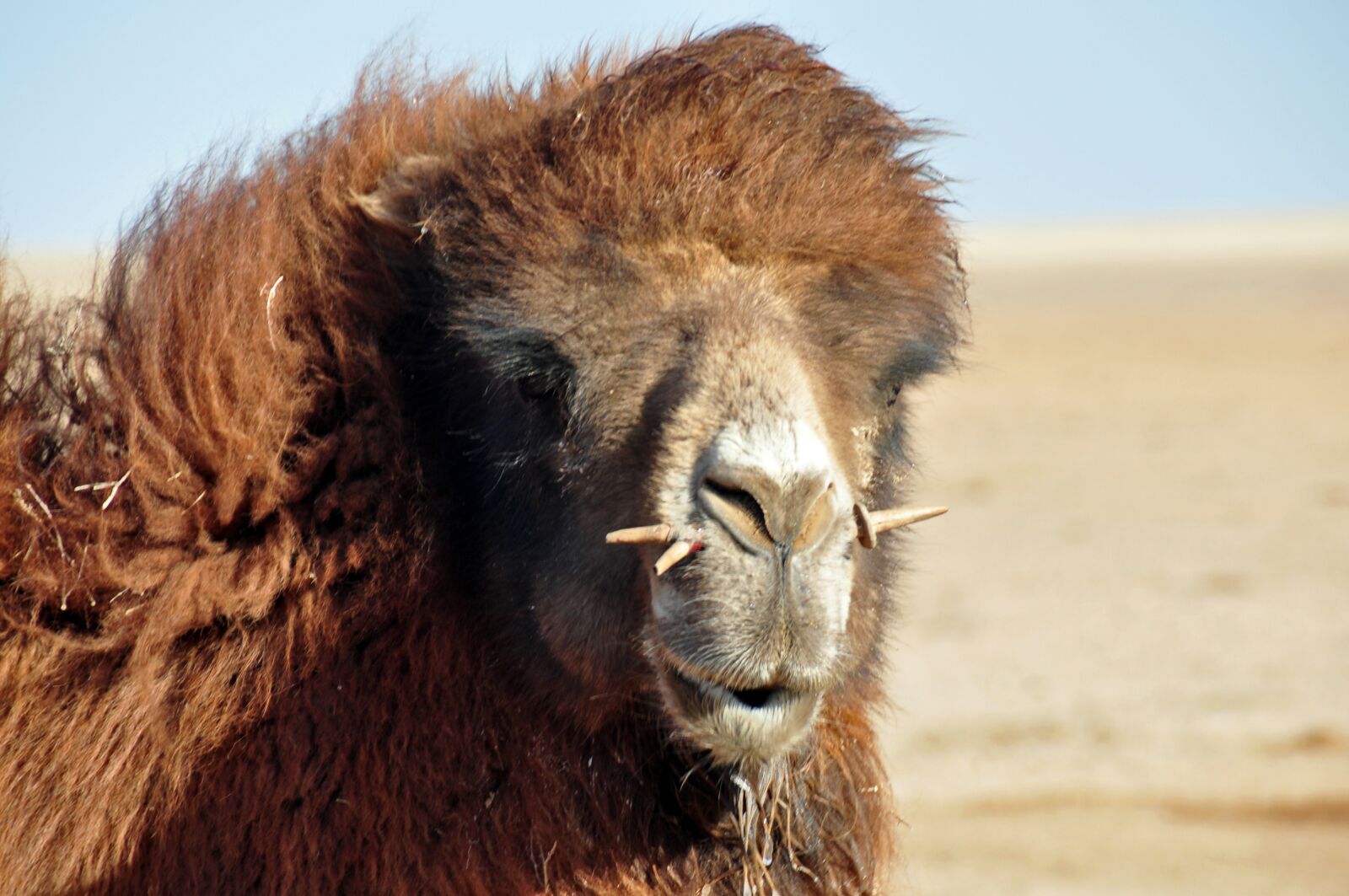 Nikon D90 sample photo. Camel, nose piercing, wind photography