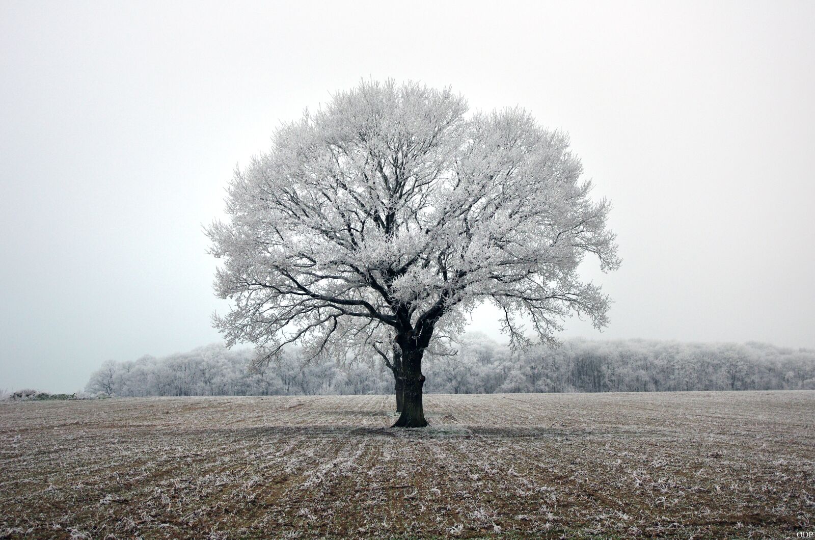 Pentax K-5 sample photo. Tree, snow, white photography