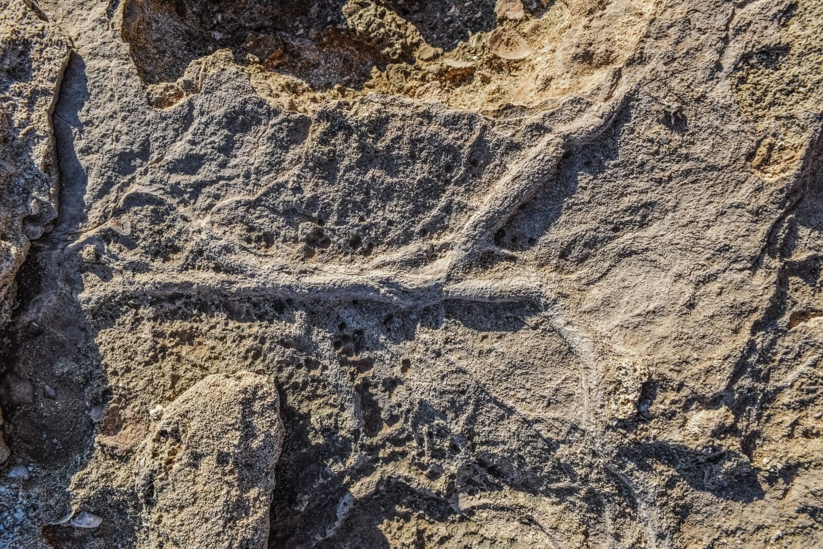 Nikon D3300 sample photo. Petrification, fossil, roots photography