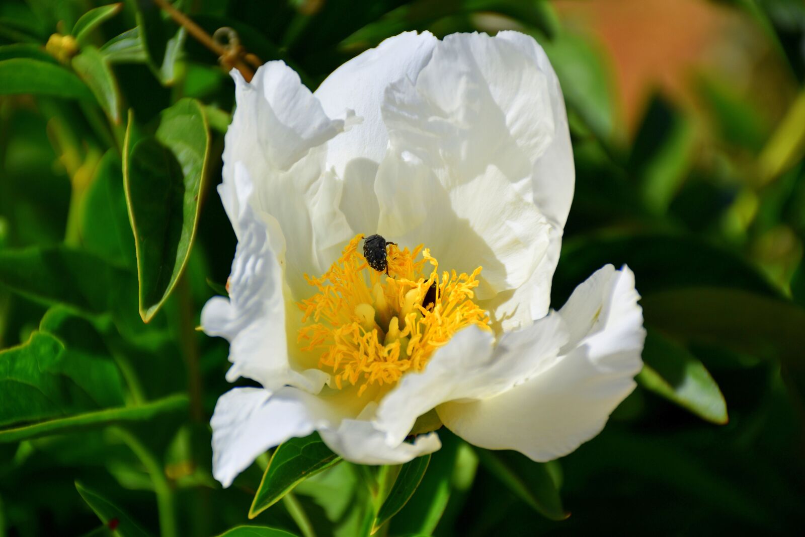 Nikon D5600 sample photo. Flower, insect, bee photography