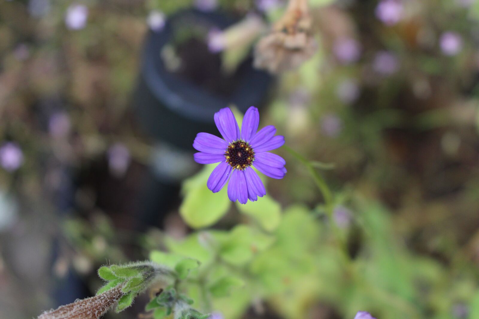 Canon EOS 100D (EOS Rebel SL1 / EOS Kiss X7) sample photo. Flower, blue, flowers photography