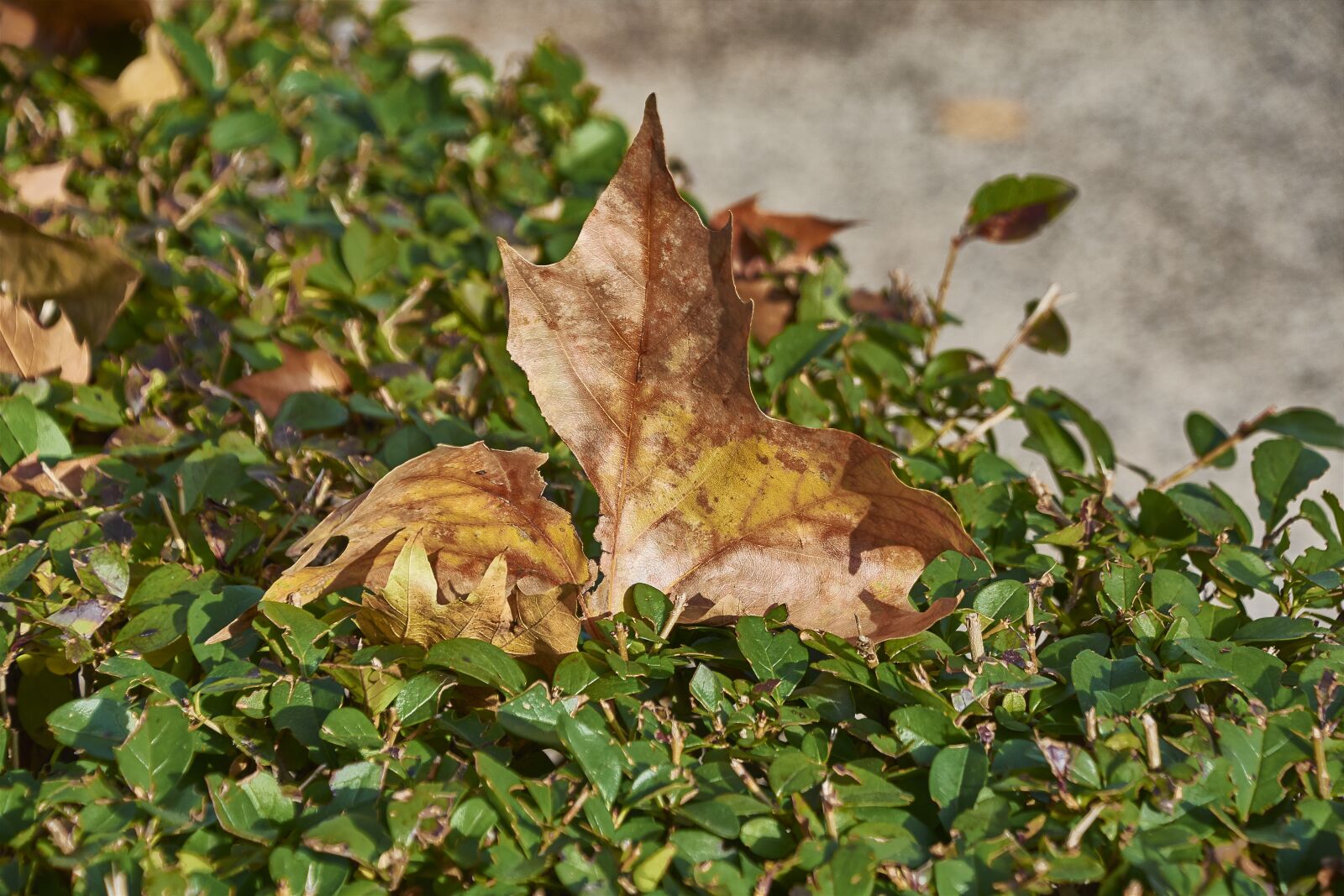 Nikon D7200 sample photo. Tree, leaves, autumn photography