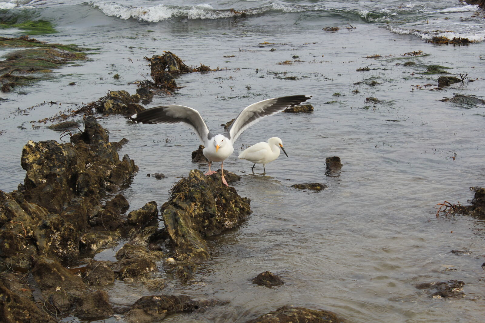 Canon EOS 550D (EOS Rebel T2i / EOS Kiss X4) sample photo. Seagulls photography