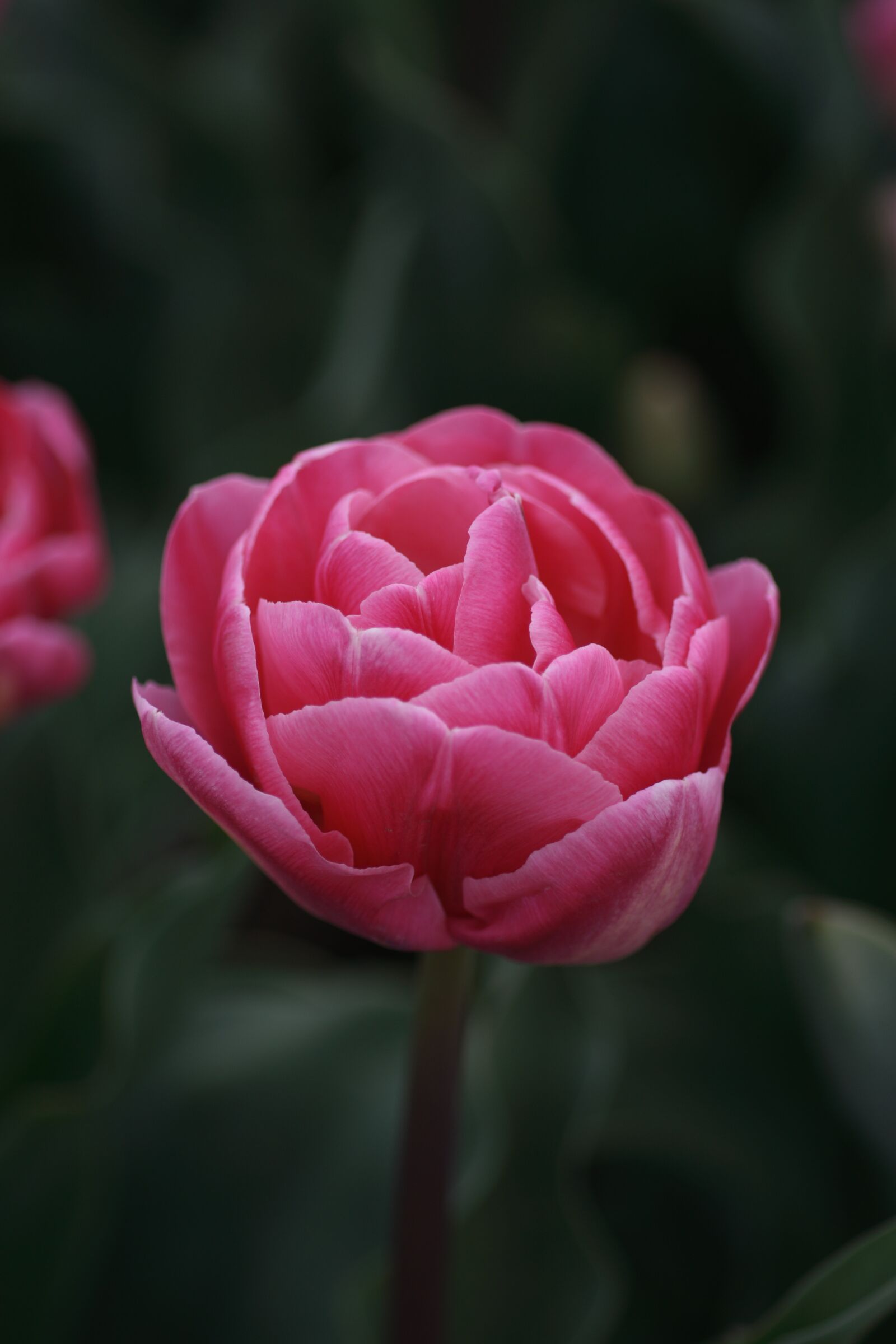 Canon EOS 400D (EOS Digital Rebel XTi / EOS Kiss Digital X) sample photo. Tulip, pink, double photography
