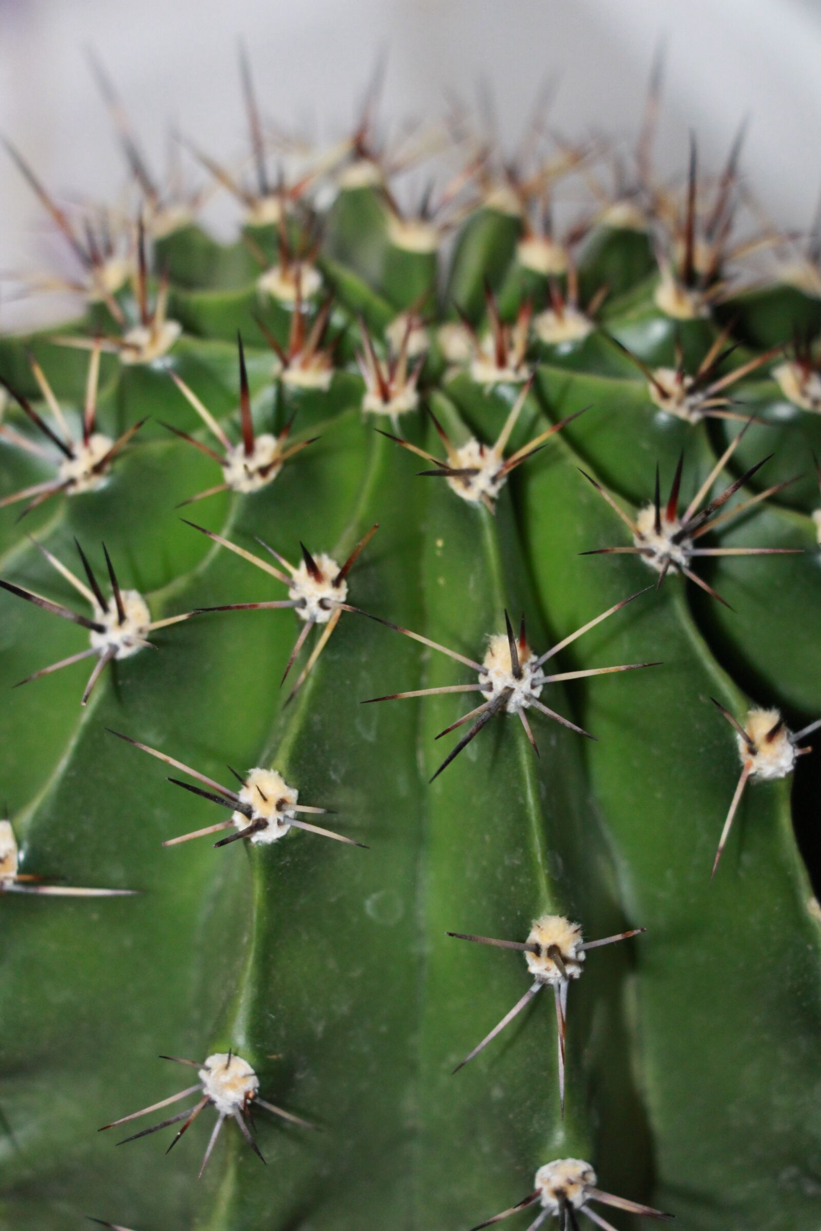 Canon EOS 700D (EOS Rebel T5i / EOS Kiss X7i) sample photo. Cactus, green, sky photography