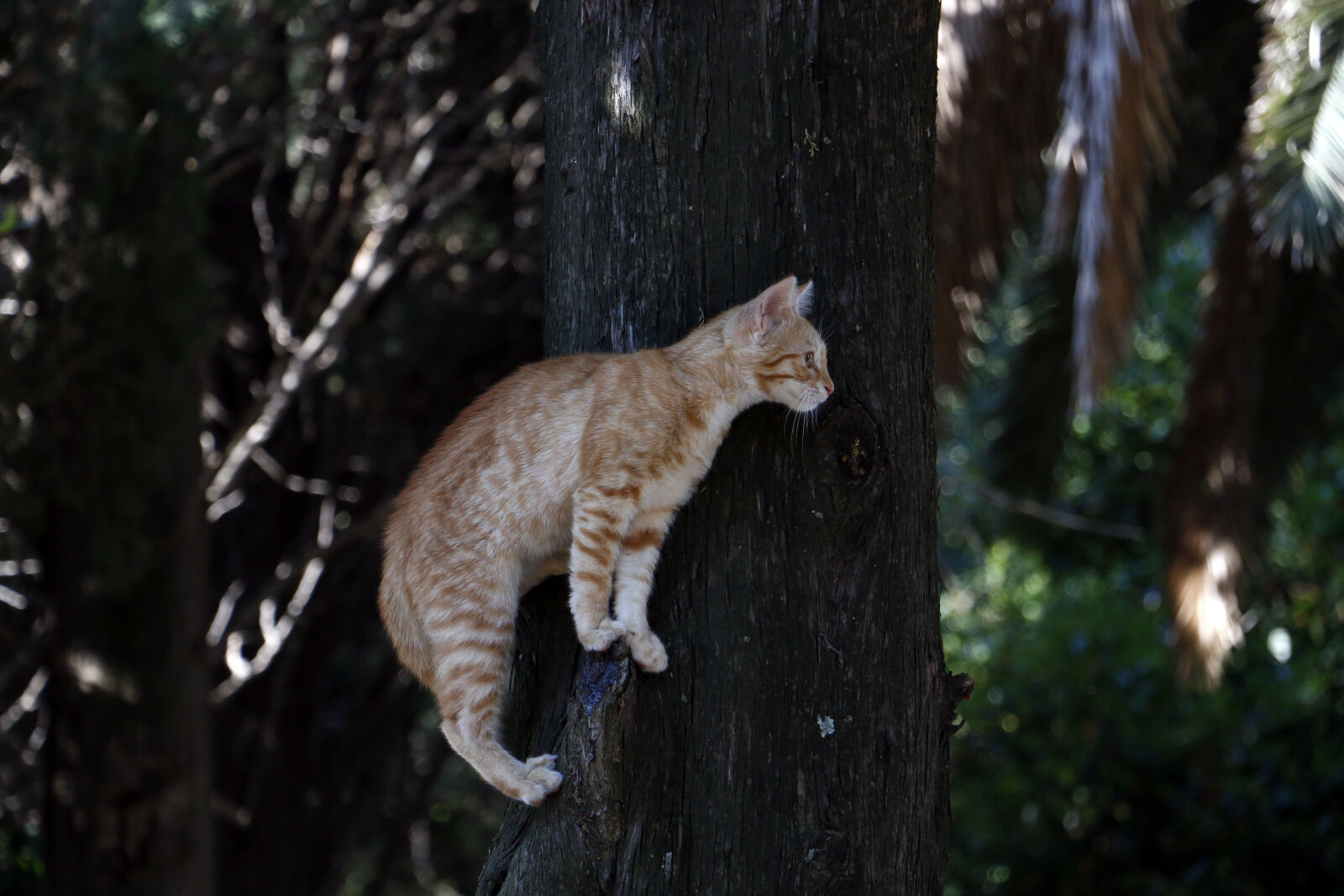 Canon EOS 70D sample photo. Animal, cat, caution, forest photography