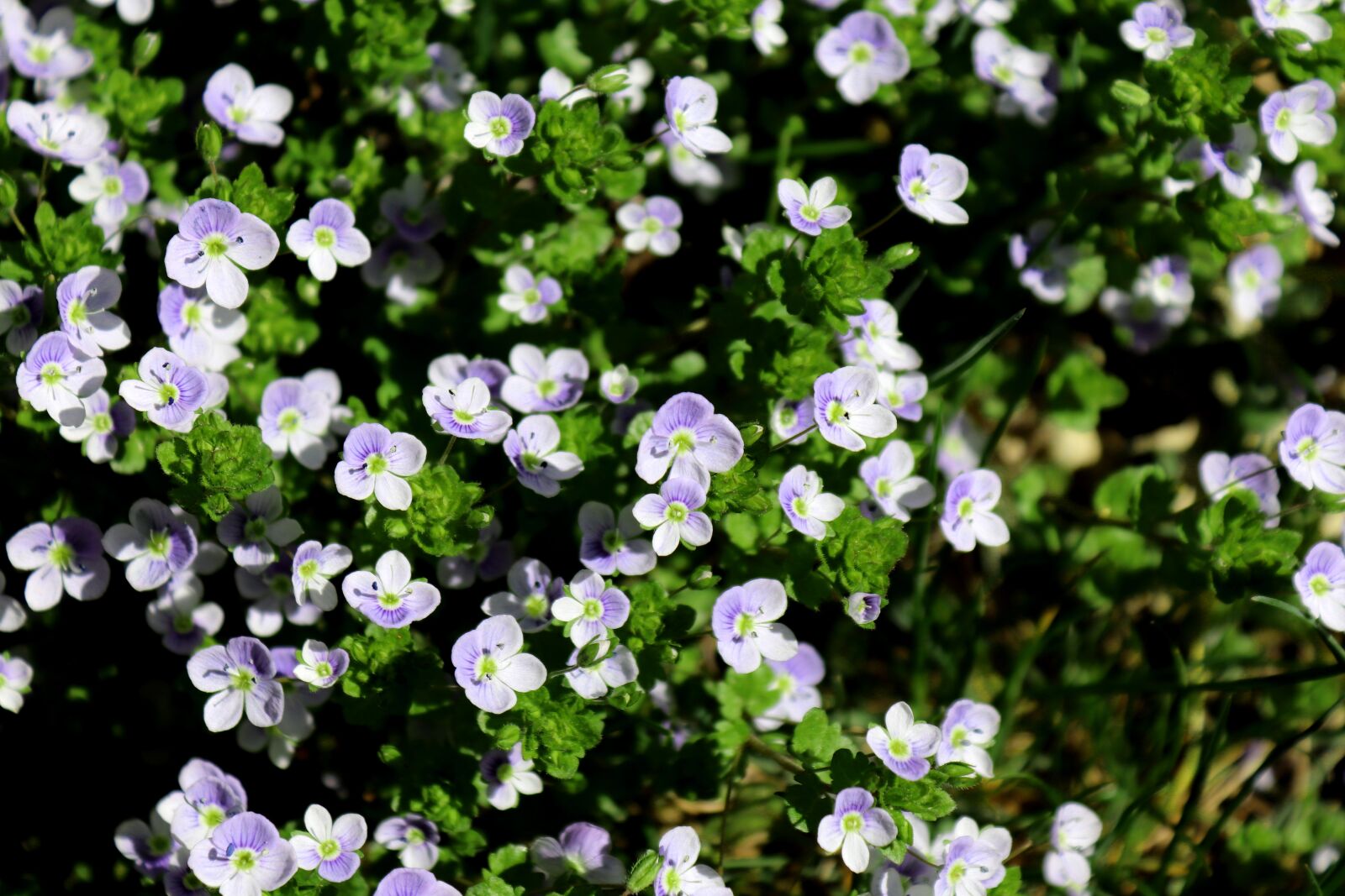 Canon EOS 200D (EOS Rebel SL2 / EOS Kiss X9) sample photo. Honorary award, flower, plant photography