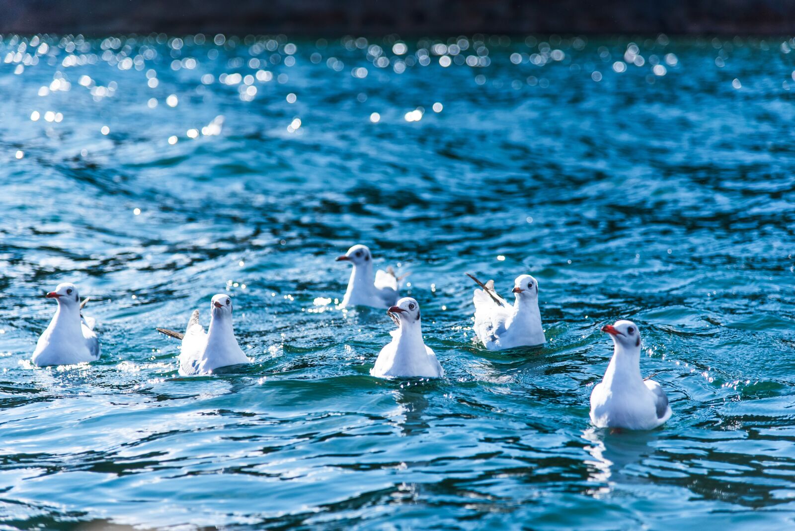 Nikon D750 sample photo. Lugu lake, china, bird photography