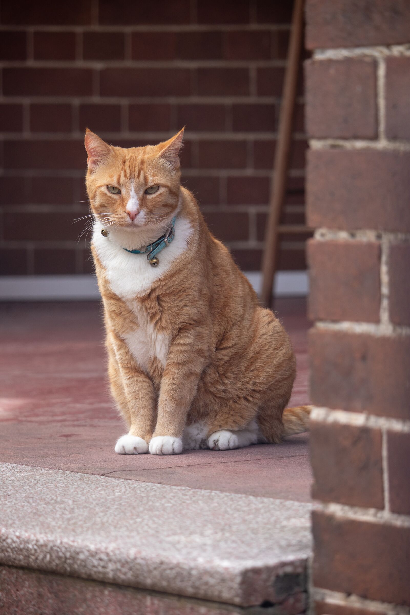 Canon EF-S 55-250mm F4-5.6 IS STM sample photo. Cat, portrait, orange photography