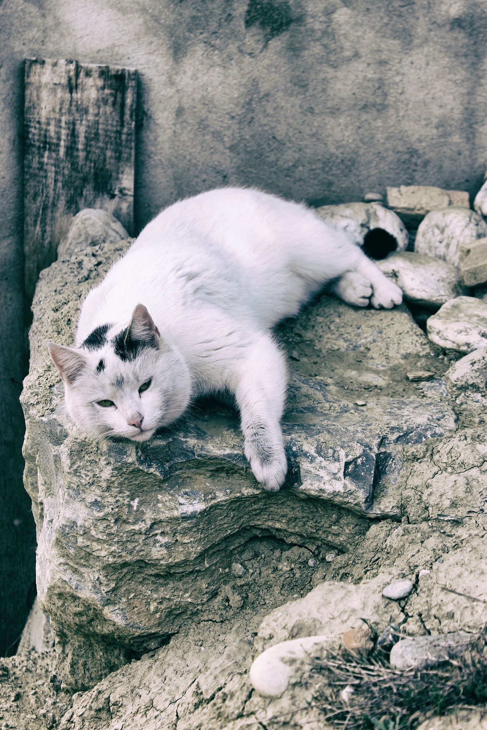 Canon EOS 1100D (EOS Rebel T3 / EOS Kiss X50) sample photo. Vintage, cat, kitten photography
