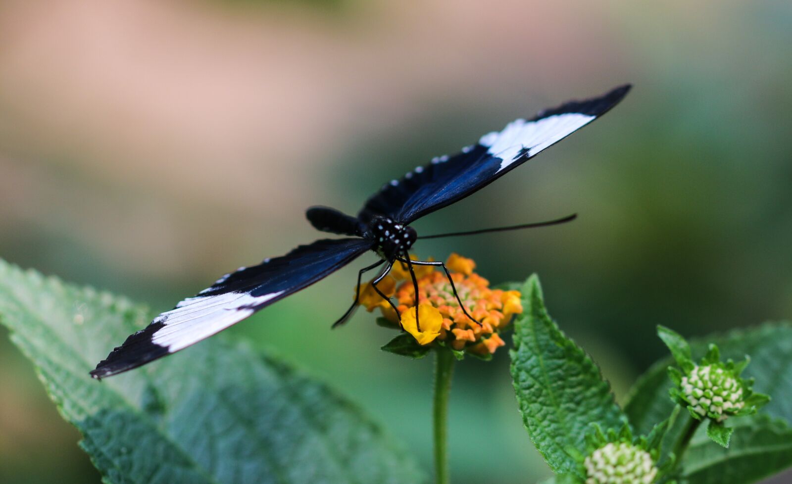 Canon EOS 70D sample photo. Butterfly, insect, wing photography