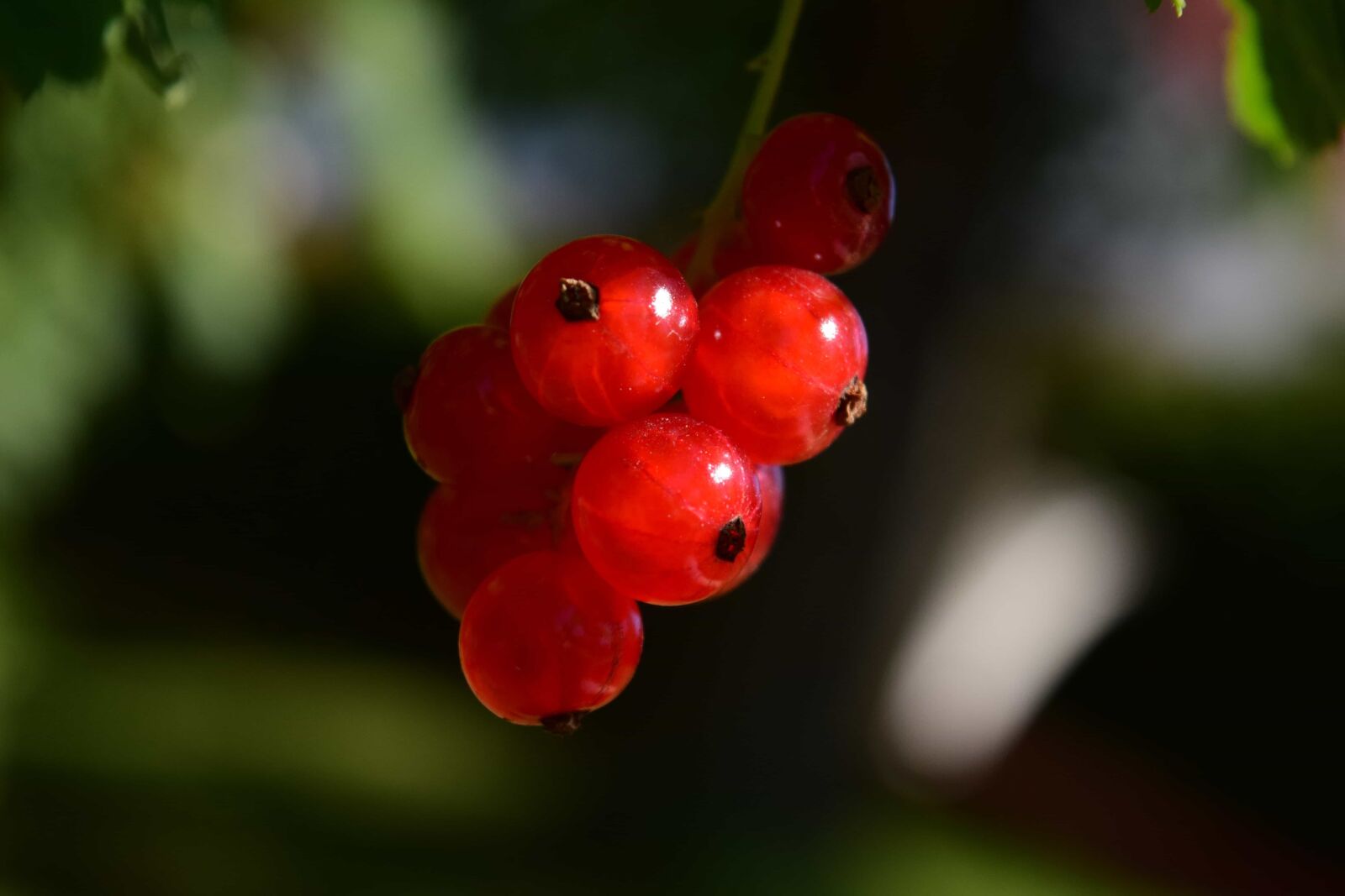 Nikon D3300 sample photo. Leaf, nature, fruit, berry photography