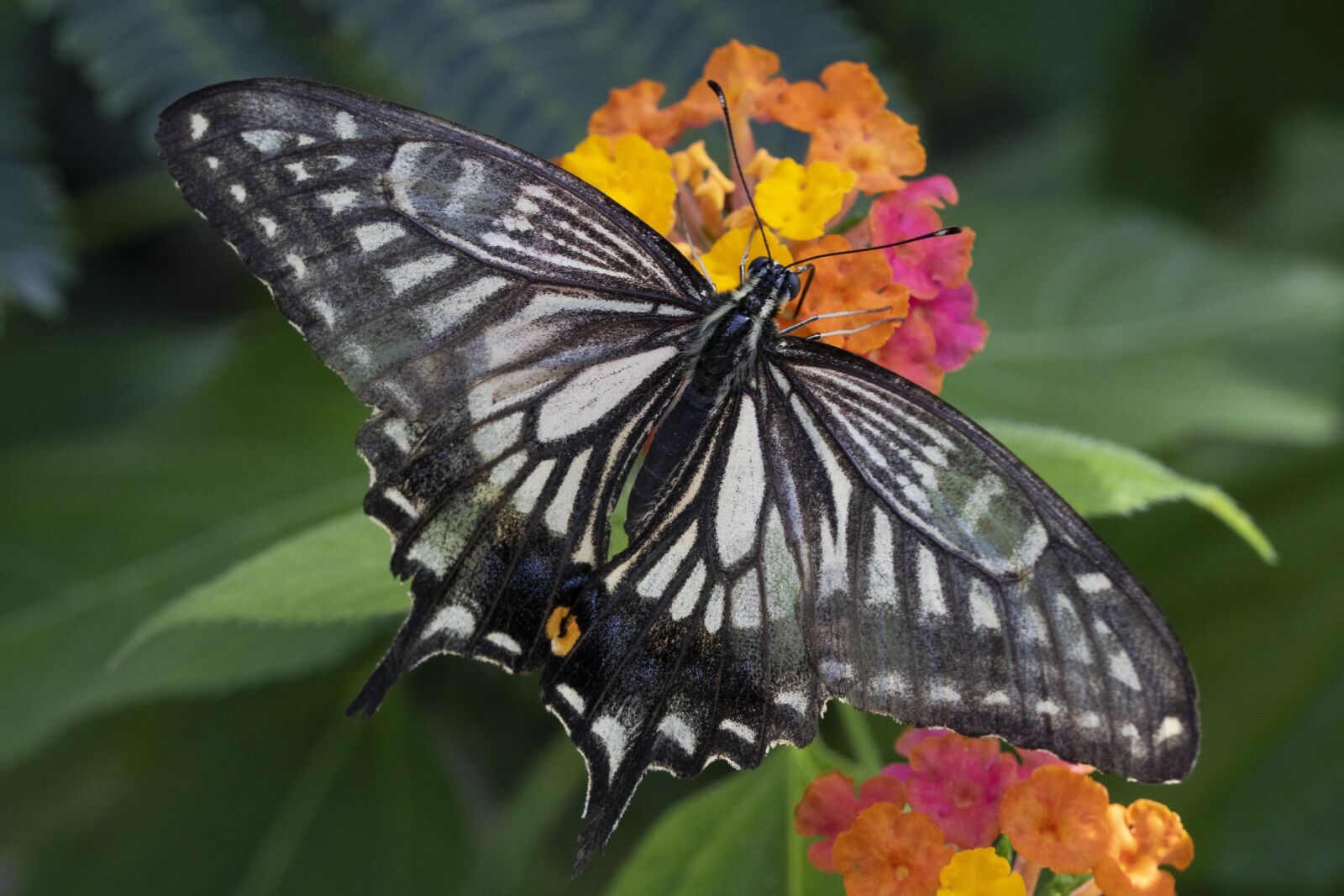 Canon EOS 750D (EOS Rebel T6i / EOS Kiss X8i) sample photo. Butterfly, insects, nature photography