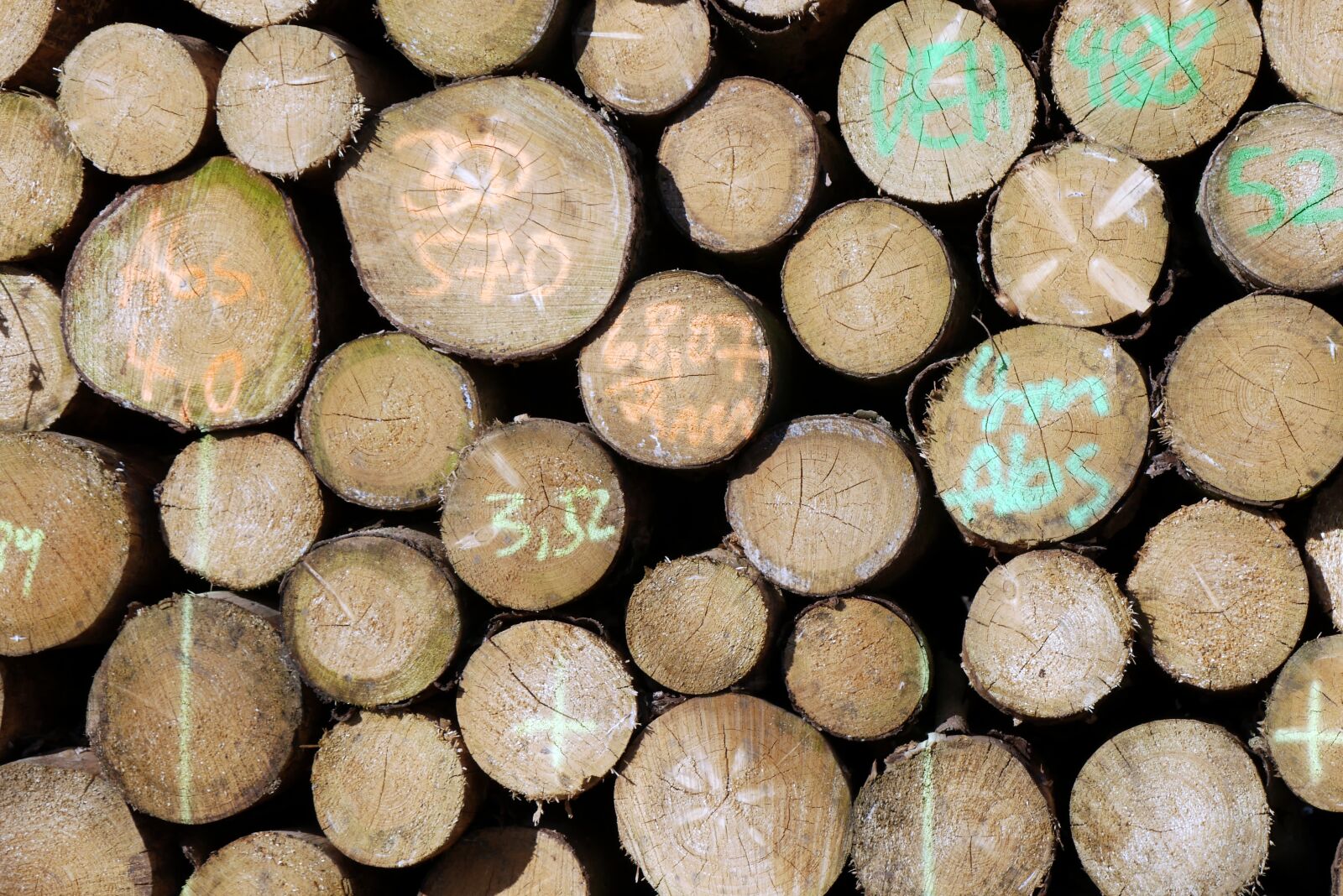 Panasonic Lumix DMC-GX85 (Lumix DMC-GX80 / Lumix DMC-GX7 Mark II) sample photo. Wood, timber, logs photography