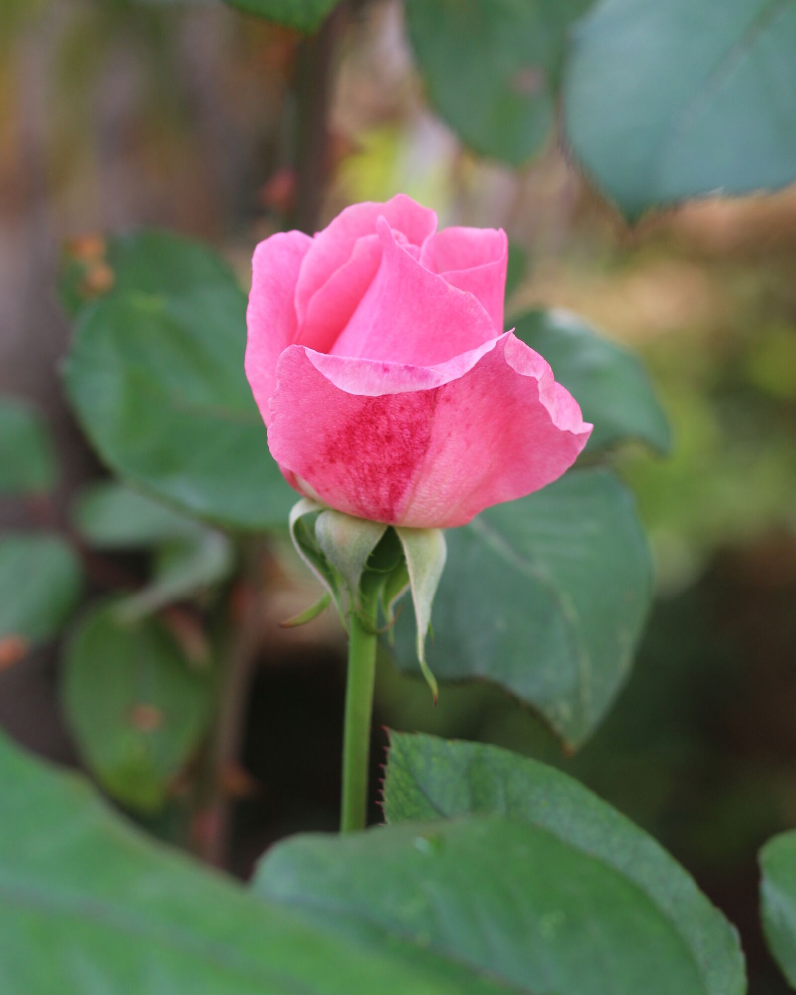 Canon EF 50mm F1.8 STM sample photo. Pink, rose, flower photography