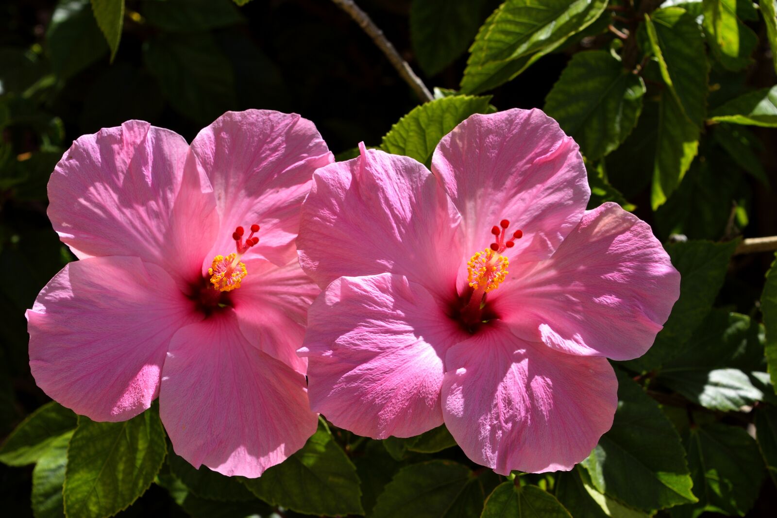 Nikon D3300 sample photo. Pink hibiscus, flower, floral photography