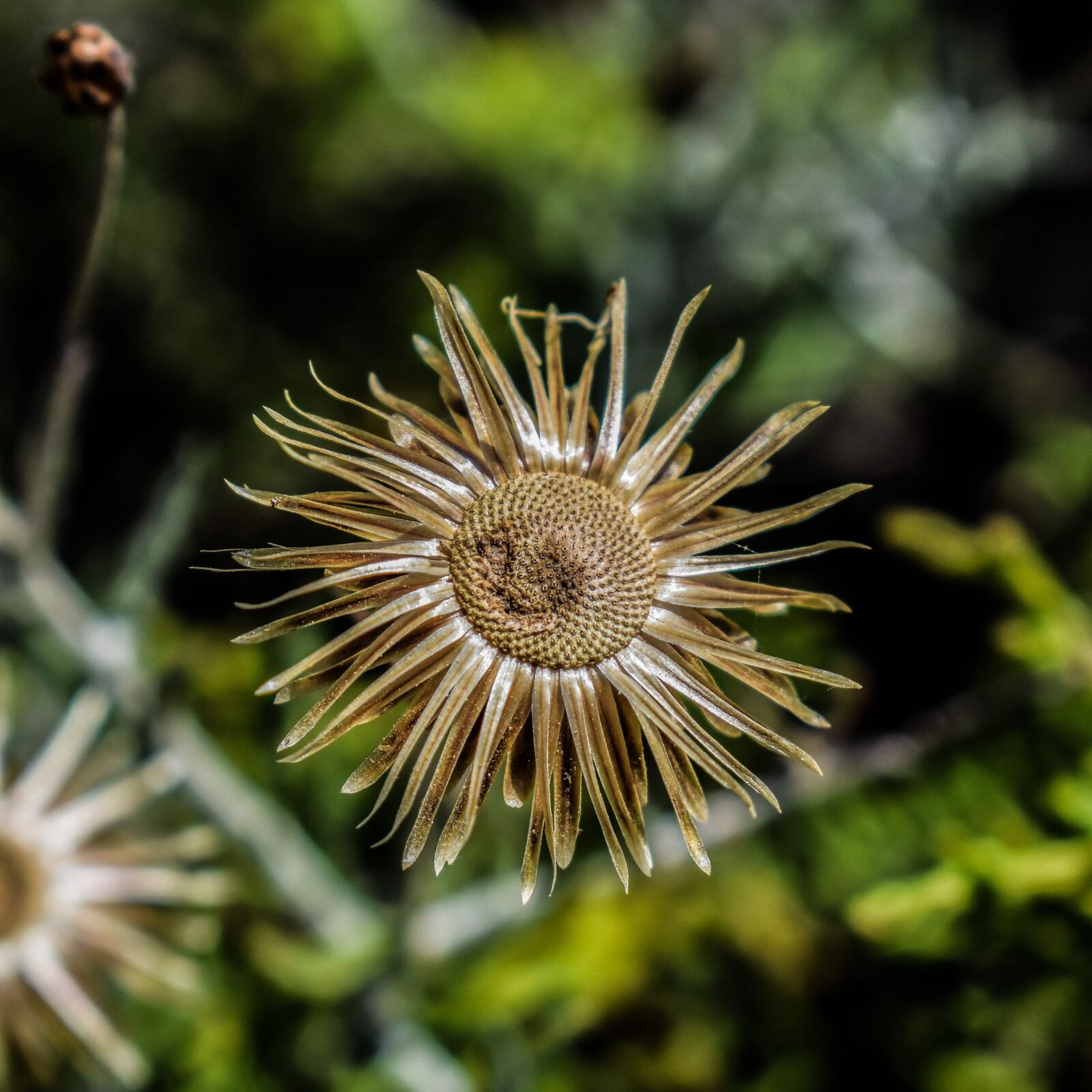 Nikon D3300 sample photo. Wildflower, gold, flower photography