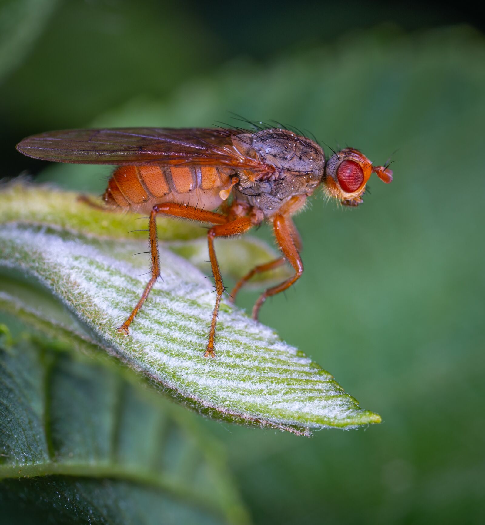 Sony a7R II sample photo. Macro, insect photography