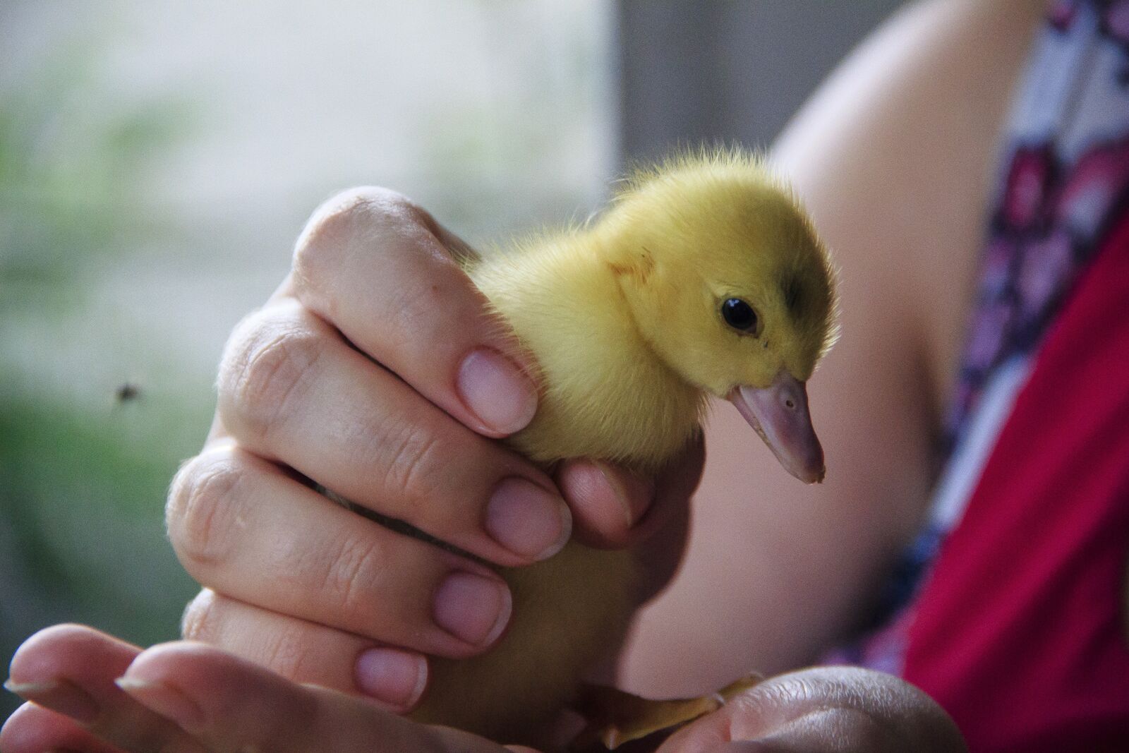 Canon EOS 650D (EOS Rebel T4i / EOS Kiss X6i) sample photo. Duckling, yellow, cute photography