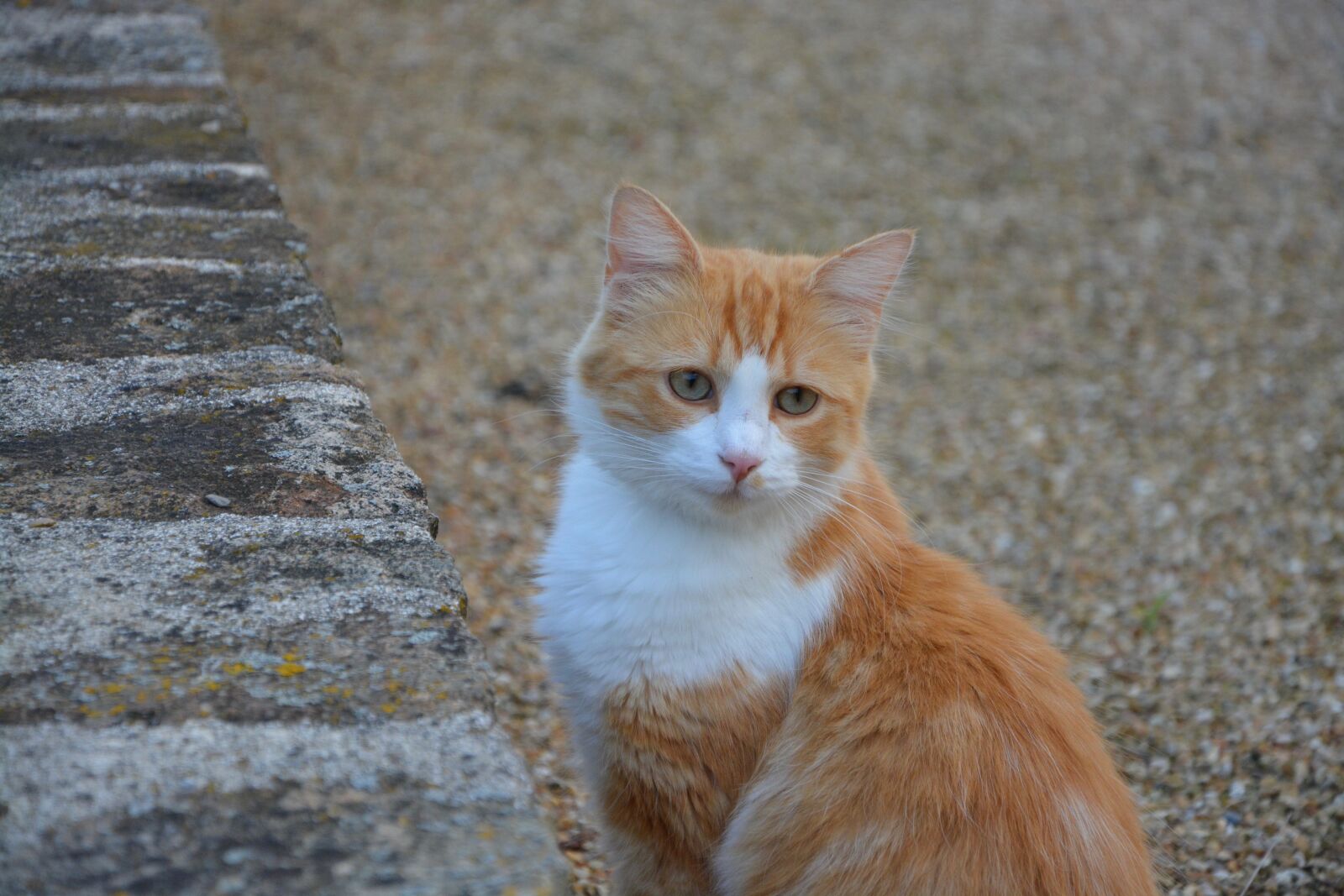 Nikon D5200 sample photo. Cat, red white, green photography