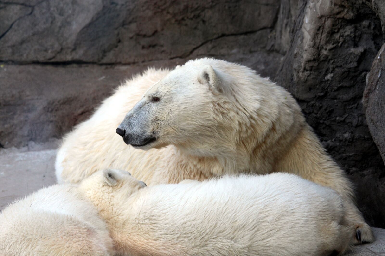 Canon EOS 650D (EOS Rebel T4i / EOS Kiss X6i) sample photo. White bear, female bear photography