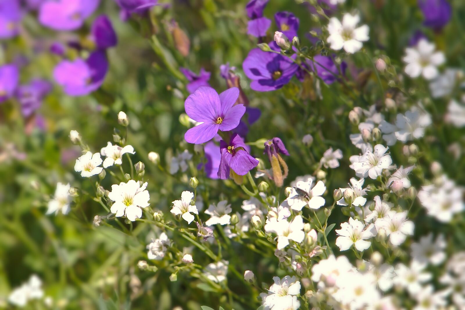 Nikon D5600 sample photo. Flowers, white, purple photography