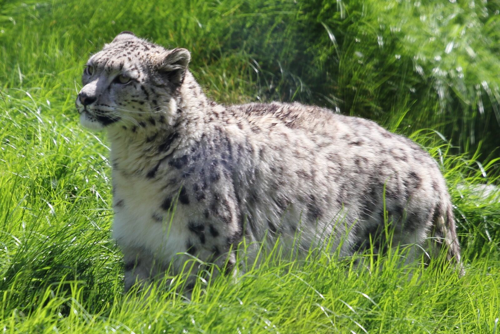 Canon EOS 550D (EOS Rebel T2i / EOS Kiss X4) sample photo. Snow leopard, wild animal photography