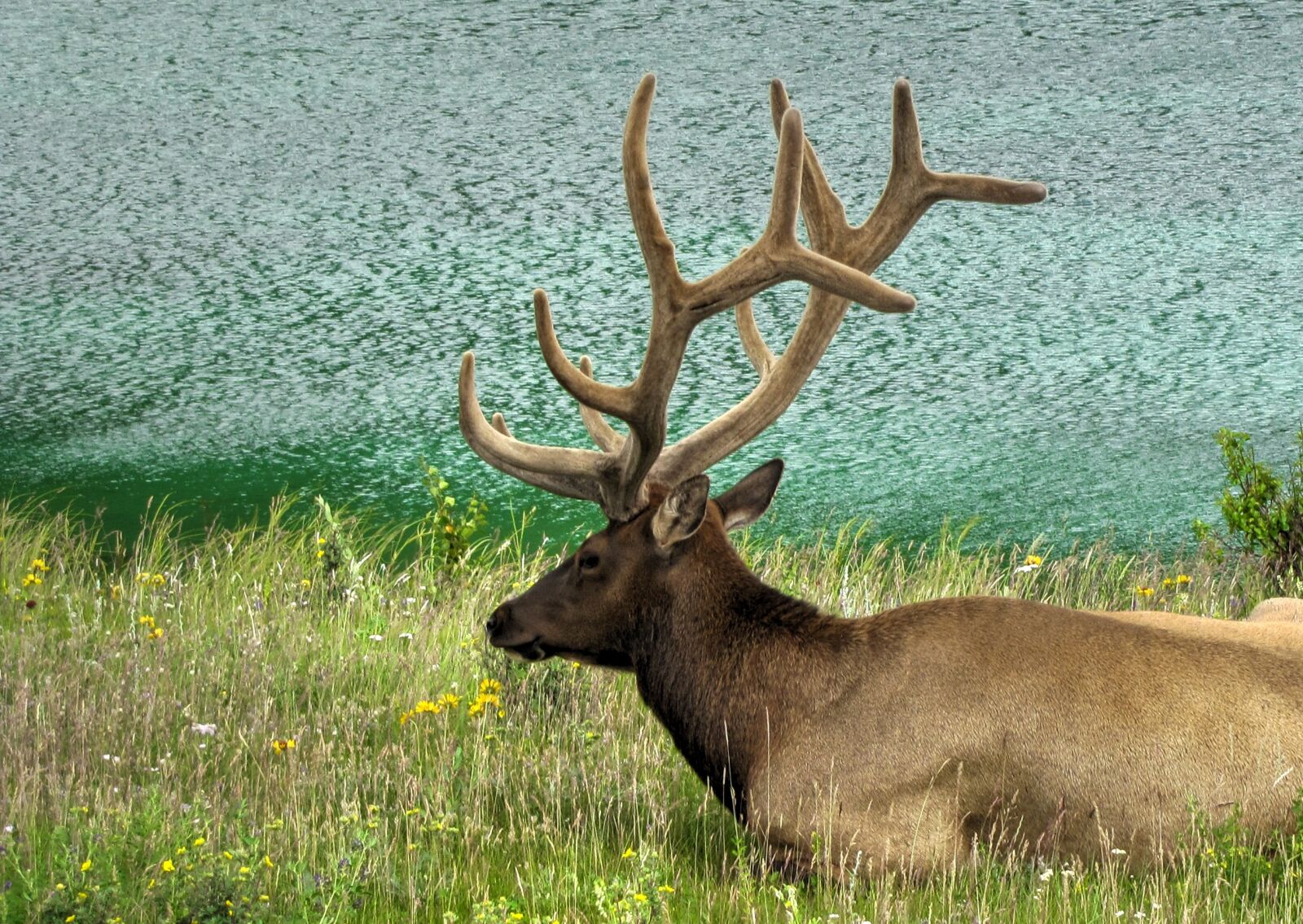 Canon PowerShot SX20 IS sample photo. Deer, animal, wildlife photography