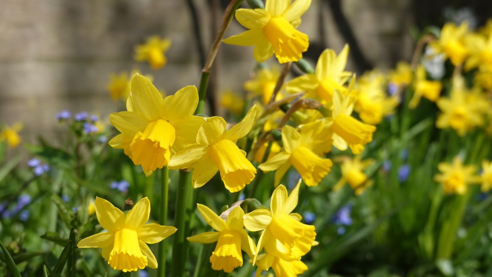 Sony Cyber-shot DSC-RX100 VI sample photo. Narcissus, yellow, bloom photography