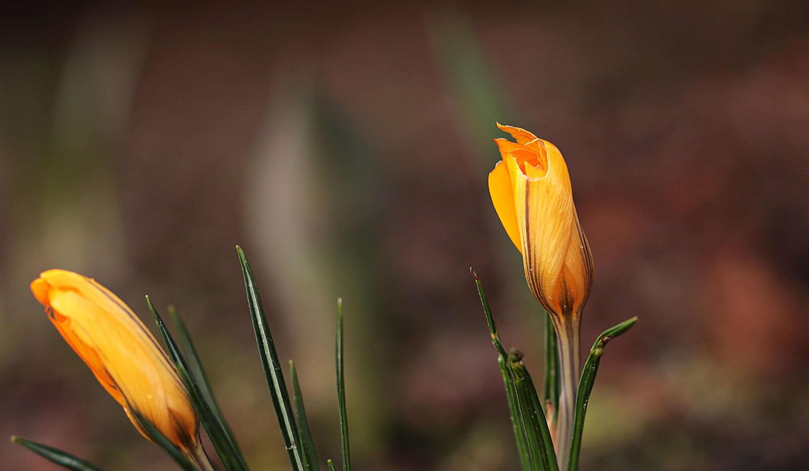 Canon EOS 80D sample photo. Nature, yellow flower, green photography