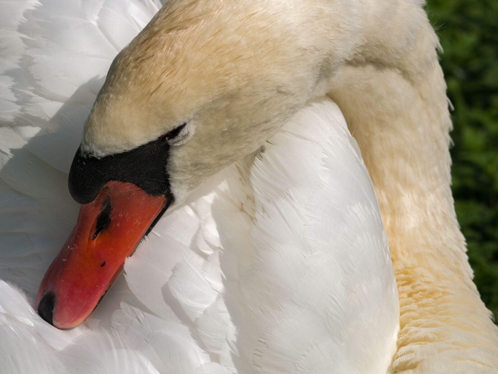LUMIX G VARIO 100-300/F4.0-5.6II sample photo. Swan, water bird, plumage photography