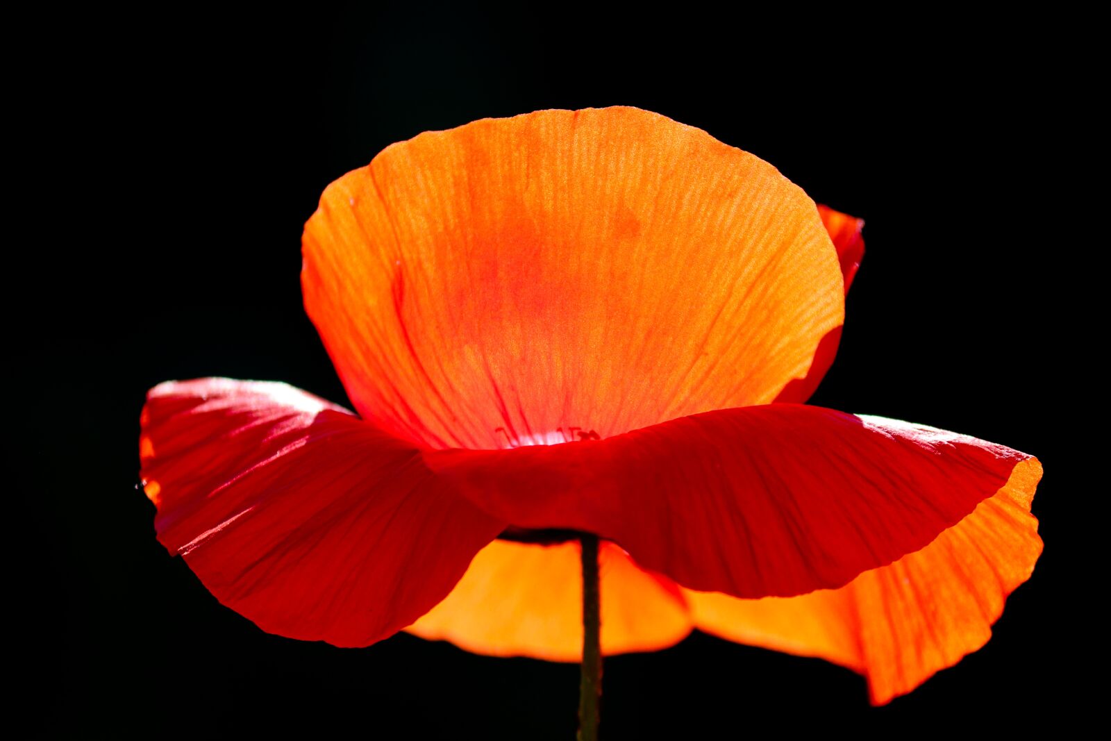 Canon EOS 200D (EOS Rebel SL2 / EOS Kiss X9) sample photo. Poppy, poppy flower, petals photography