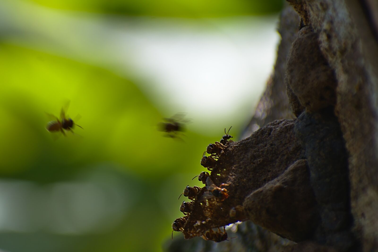 Nikon D7200 sample photo. Insect, nature, animal photography