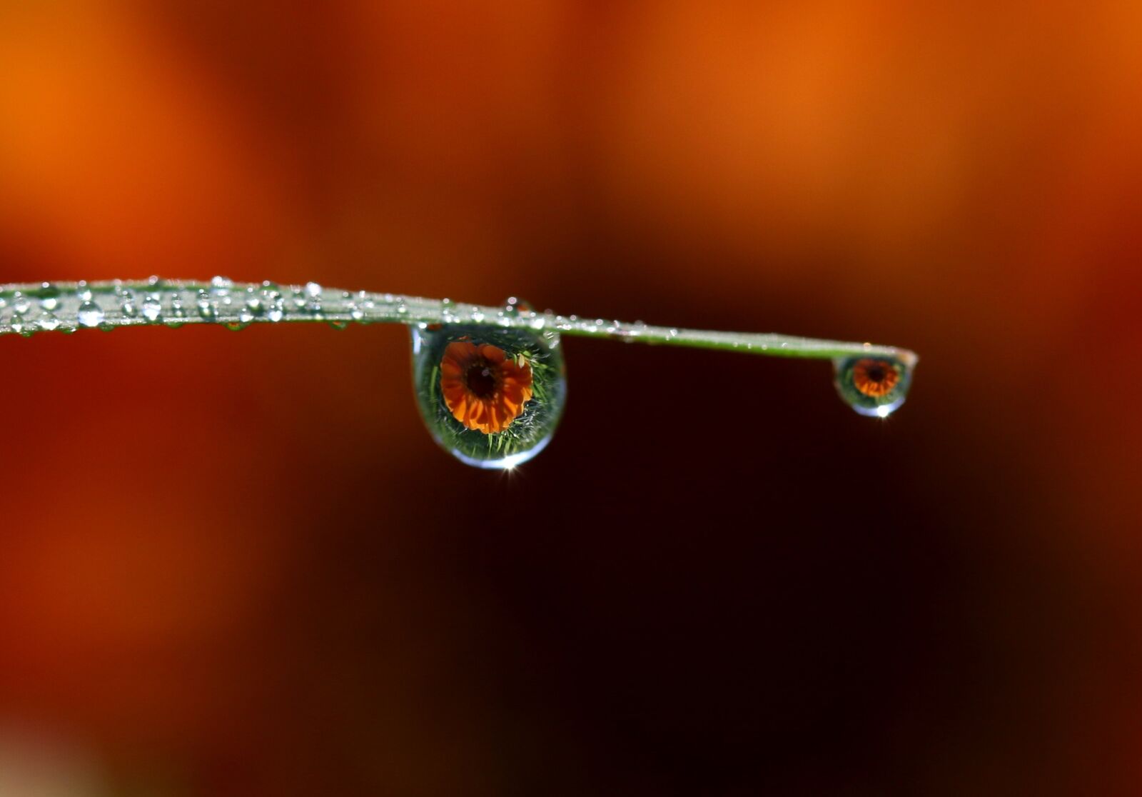 Canon EOS 7D Mark II sample photo. Drops, water, dew photography