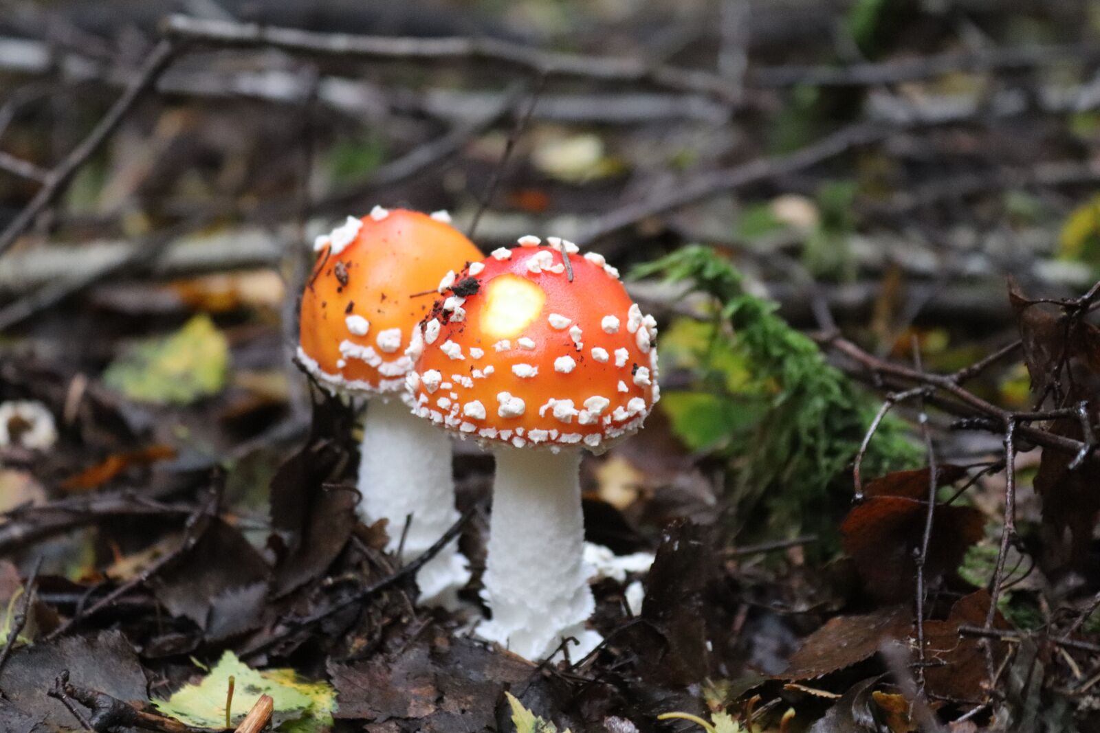 Canon EOS 200D (EOS Rebel SL2 / EOS Kiss X9) sample photo. Mushroom, fly agaric, nature photography