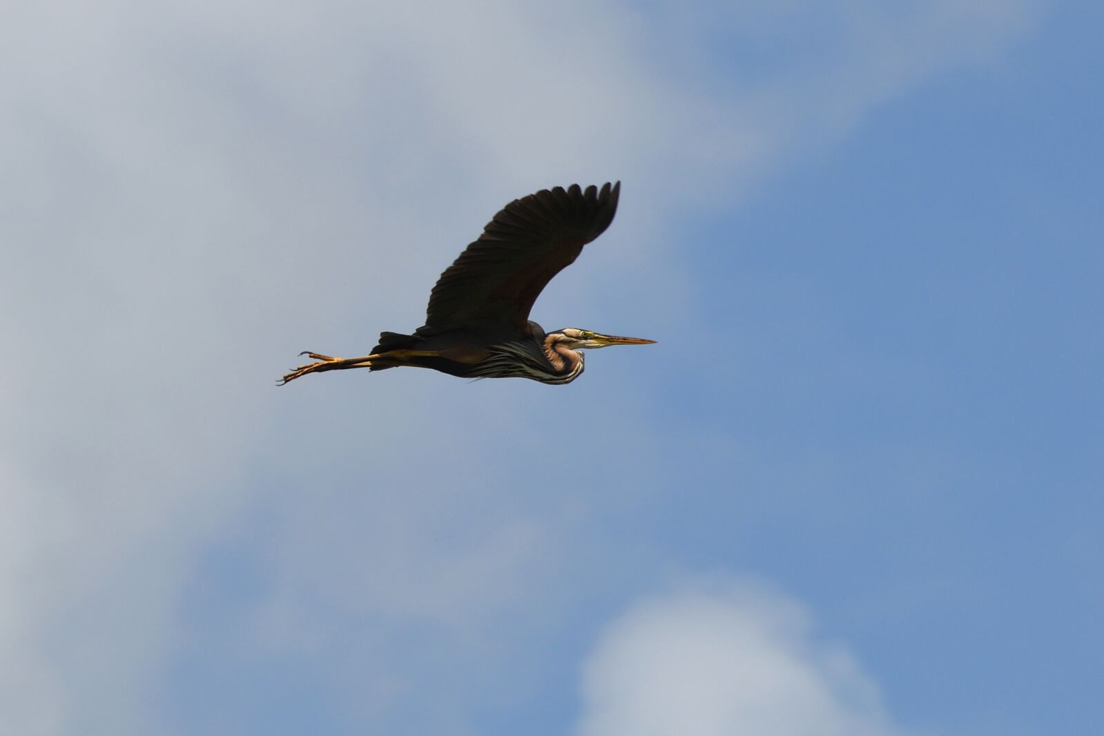 Nikon D500 sample photo. Heron, flight, bird photography
