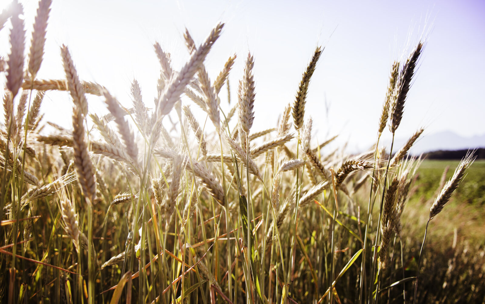 Nikon D610 sample photo. Field, landscape, nature, sun photography