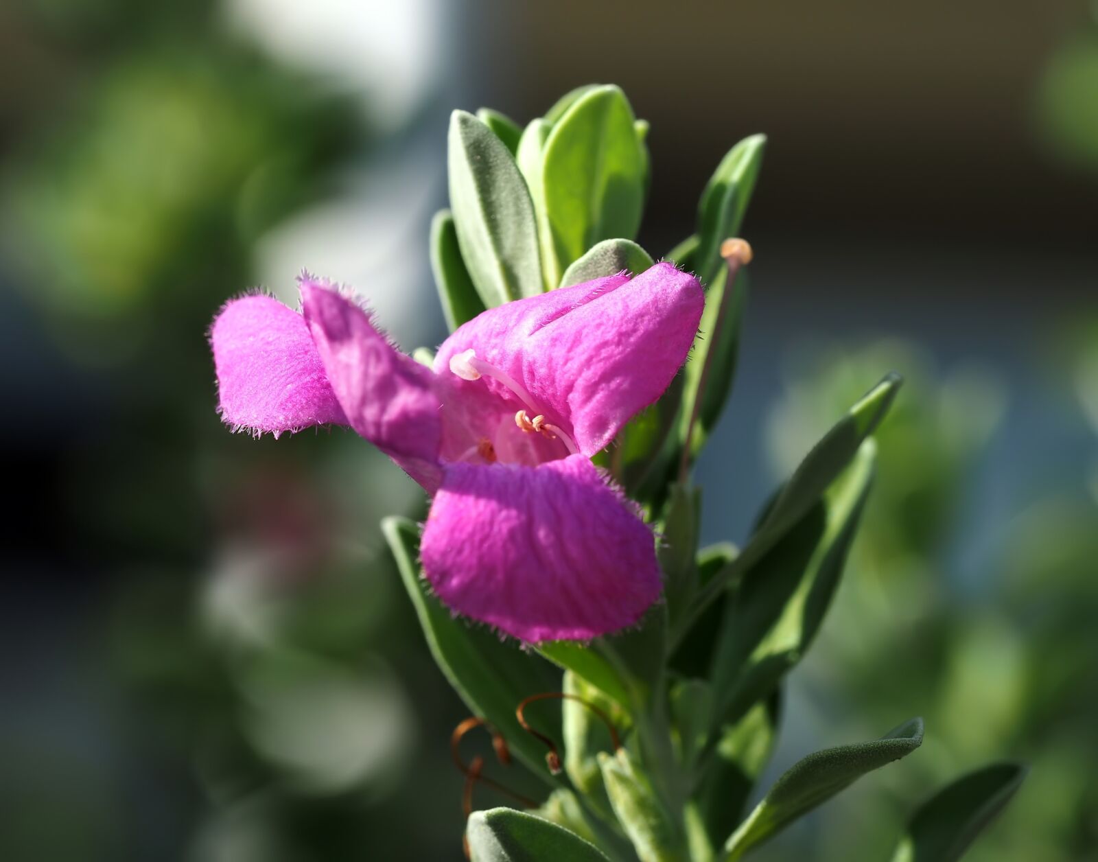 Olympus OM-D E-M1 sample photo. Pink wild flower, outdoor photography