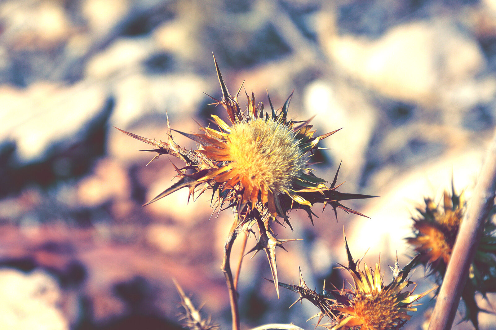 Nikon D3200 sample photo. Colours, flower, flowers, macro photography