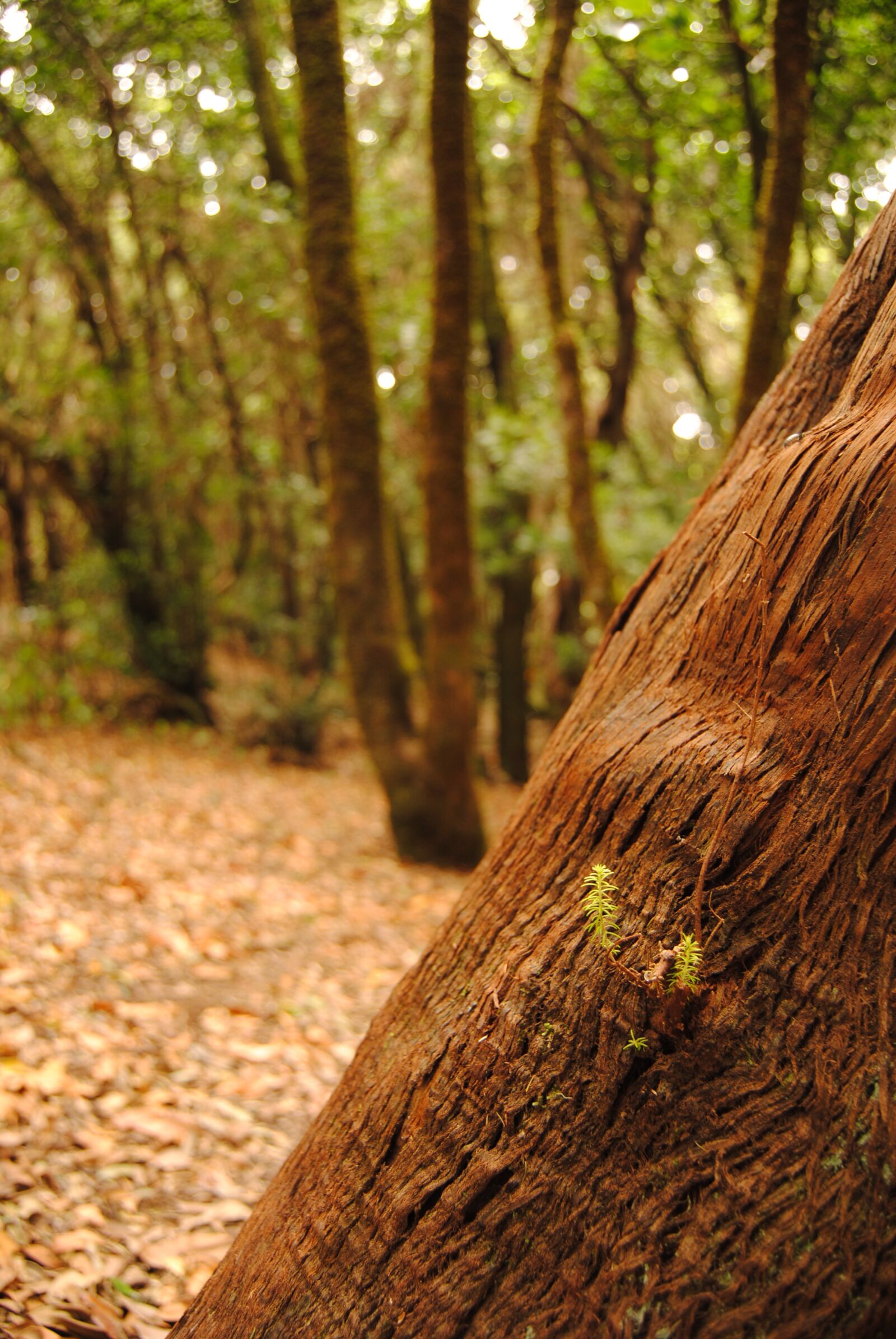 Nikon D3000 sample photo. Forest, tree, texture photography